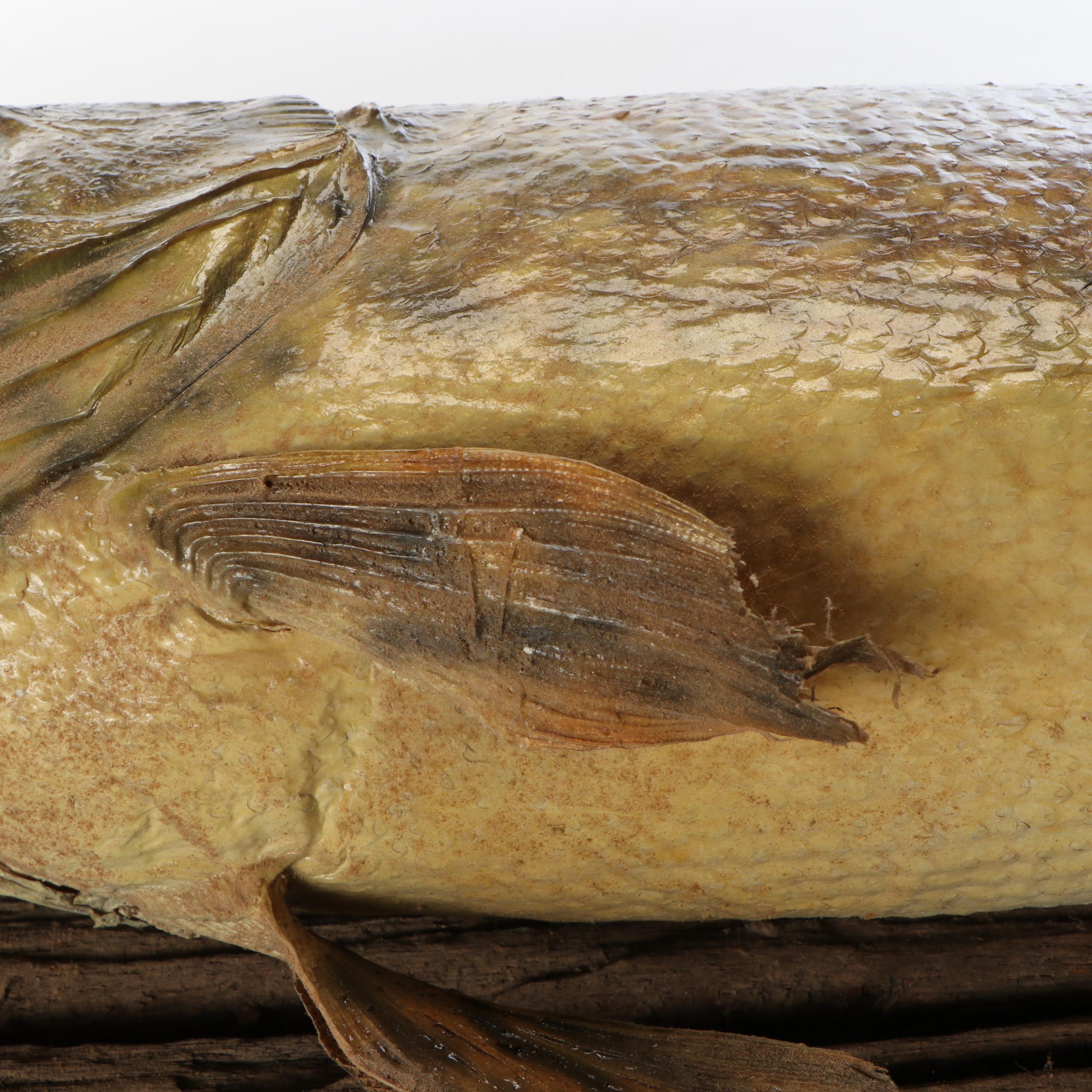 Taxidermy Northern Pike Full Body Mount