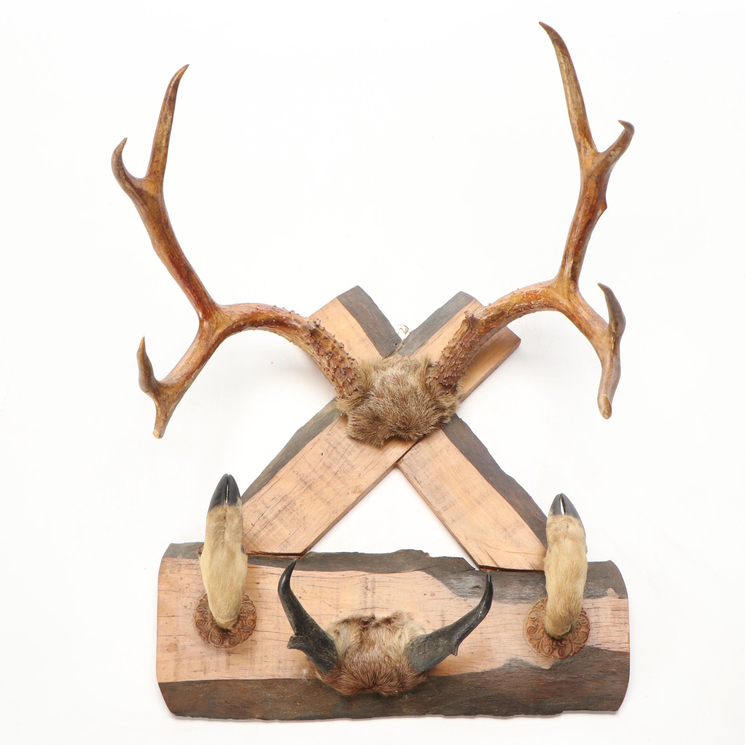 Taxidermy White-Tailed Deer and Pronghorn Antler Skull Cap Mounts, Hoof Gun Rack
