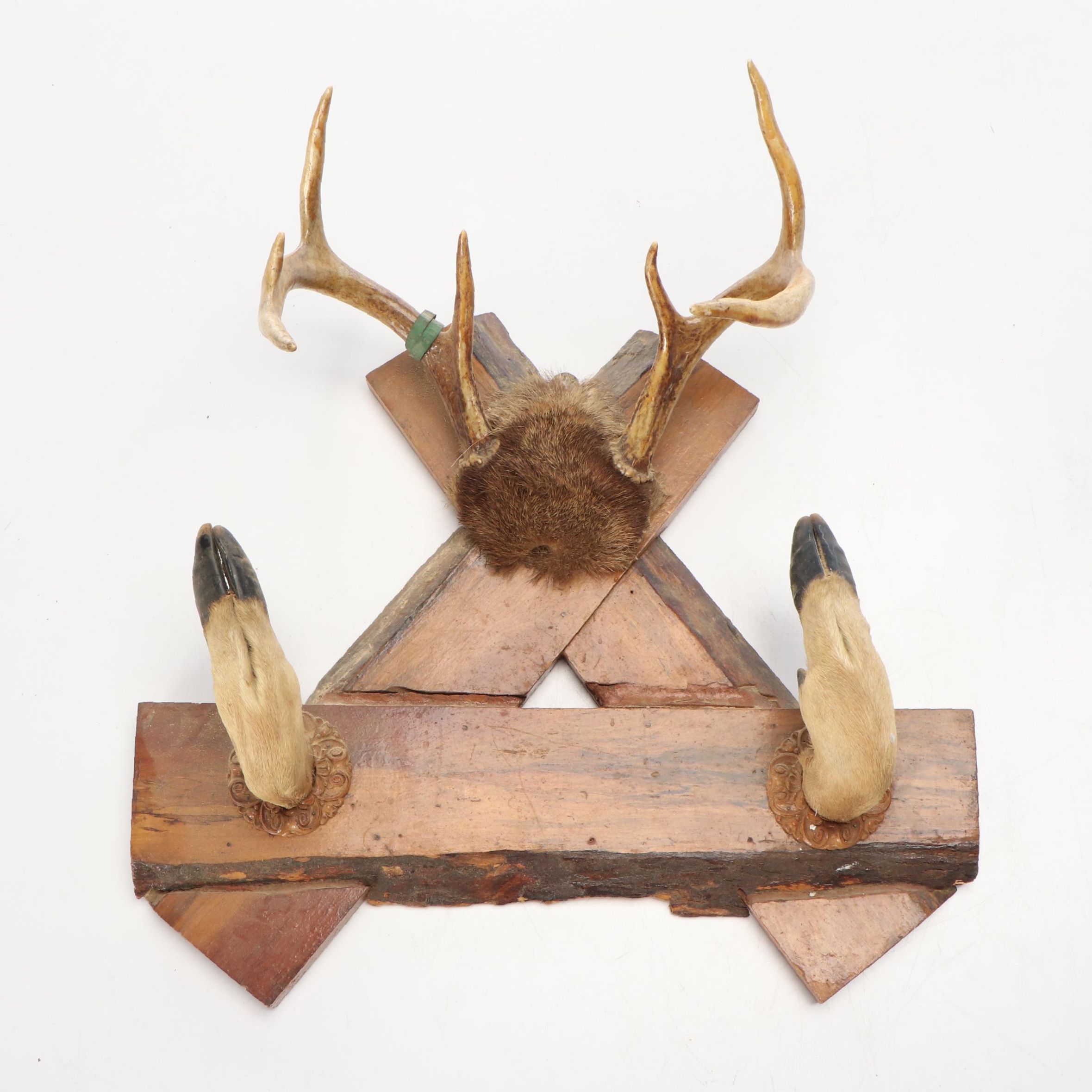 Taxidermy White-Tailed Deer Antler and Skull Cap Wall Mount with Hoof Gun Rack