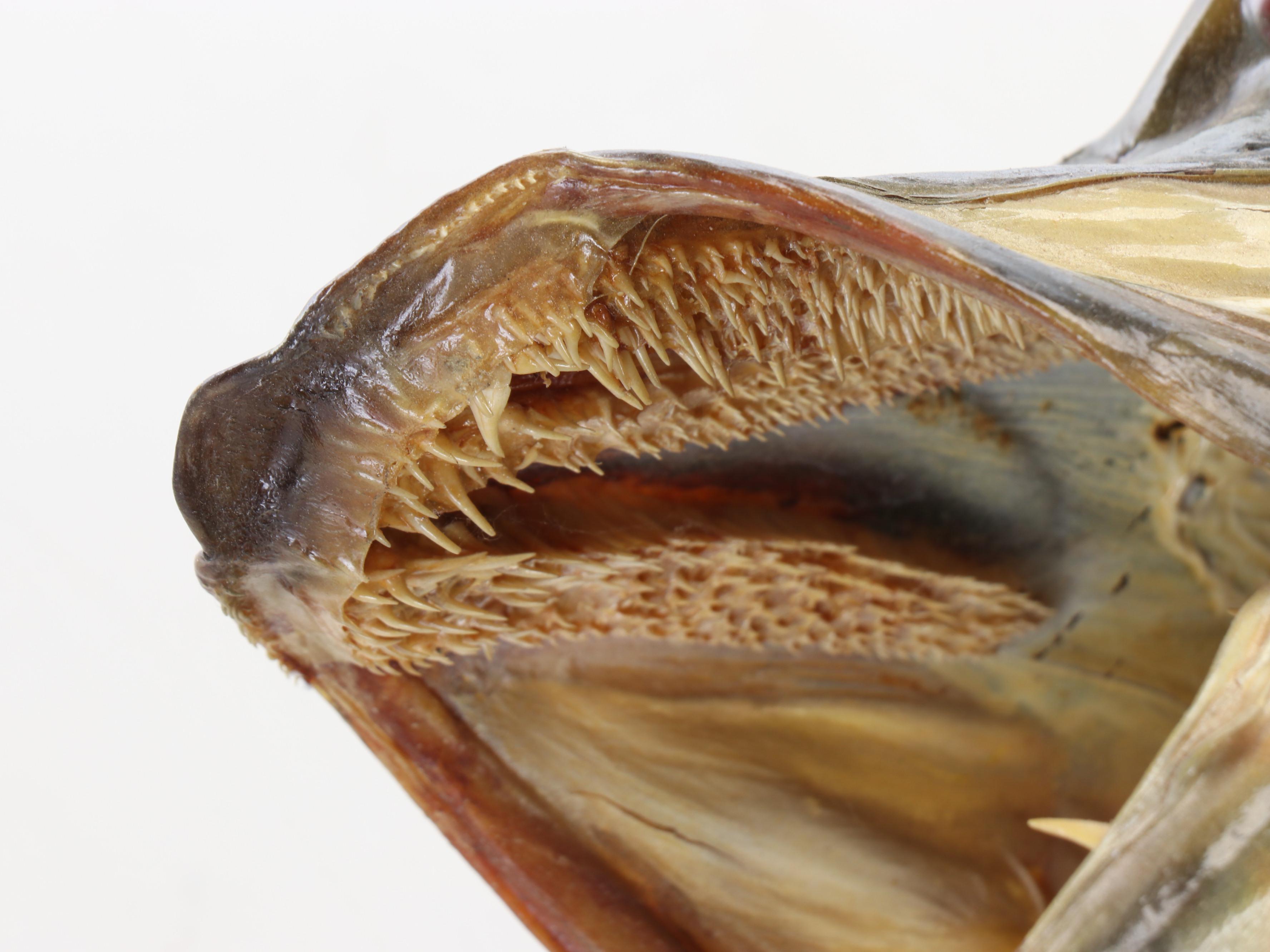 Taxidermy Northern Pike Full Body Mount