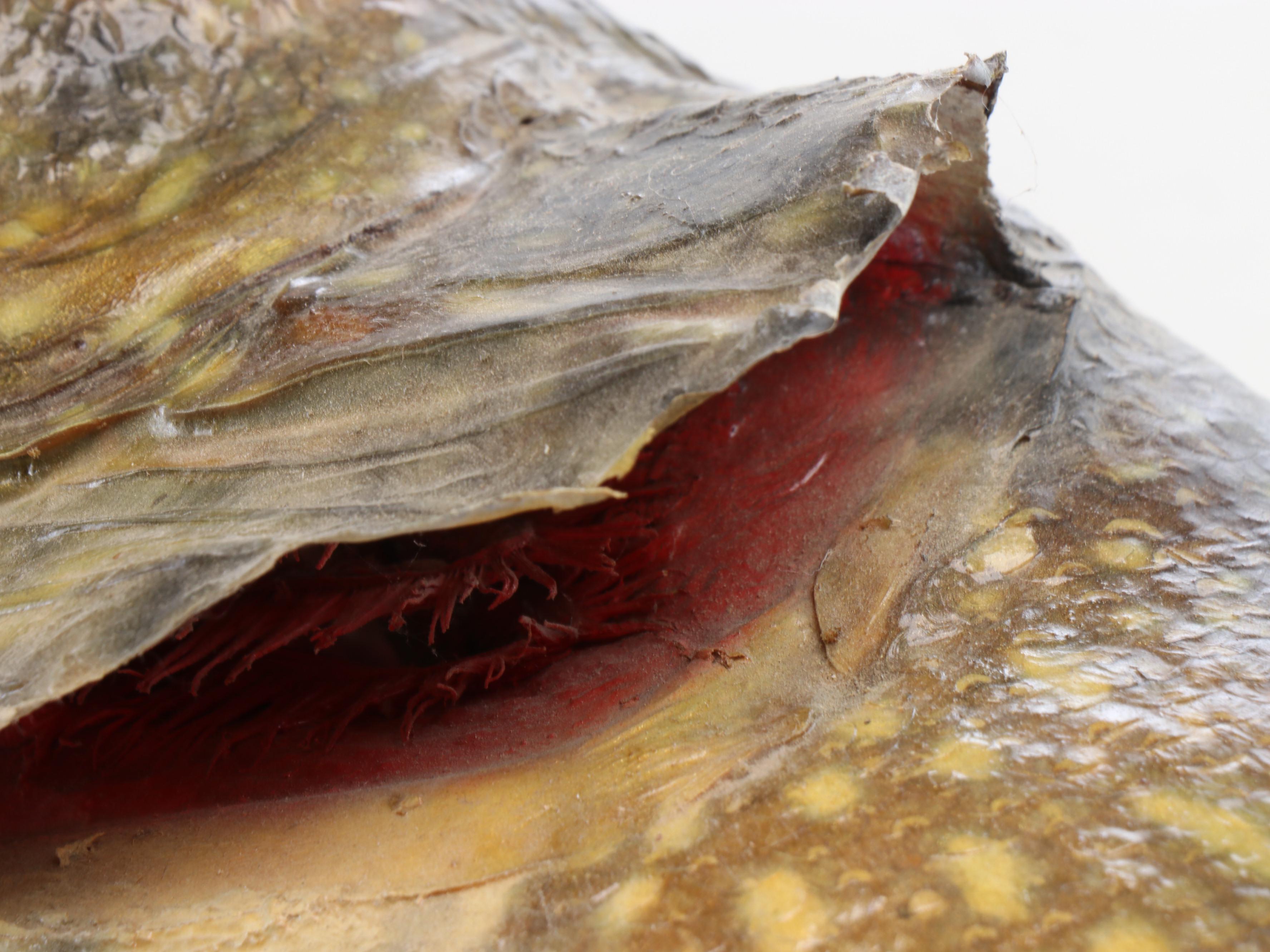 Taxidermy Northern Pike Full Body Mount