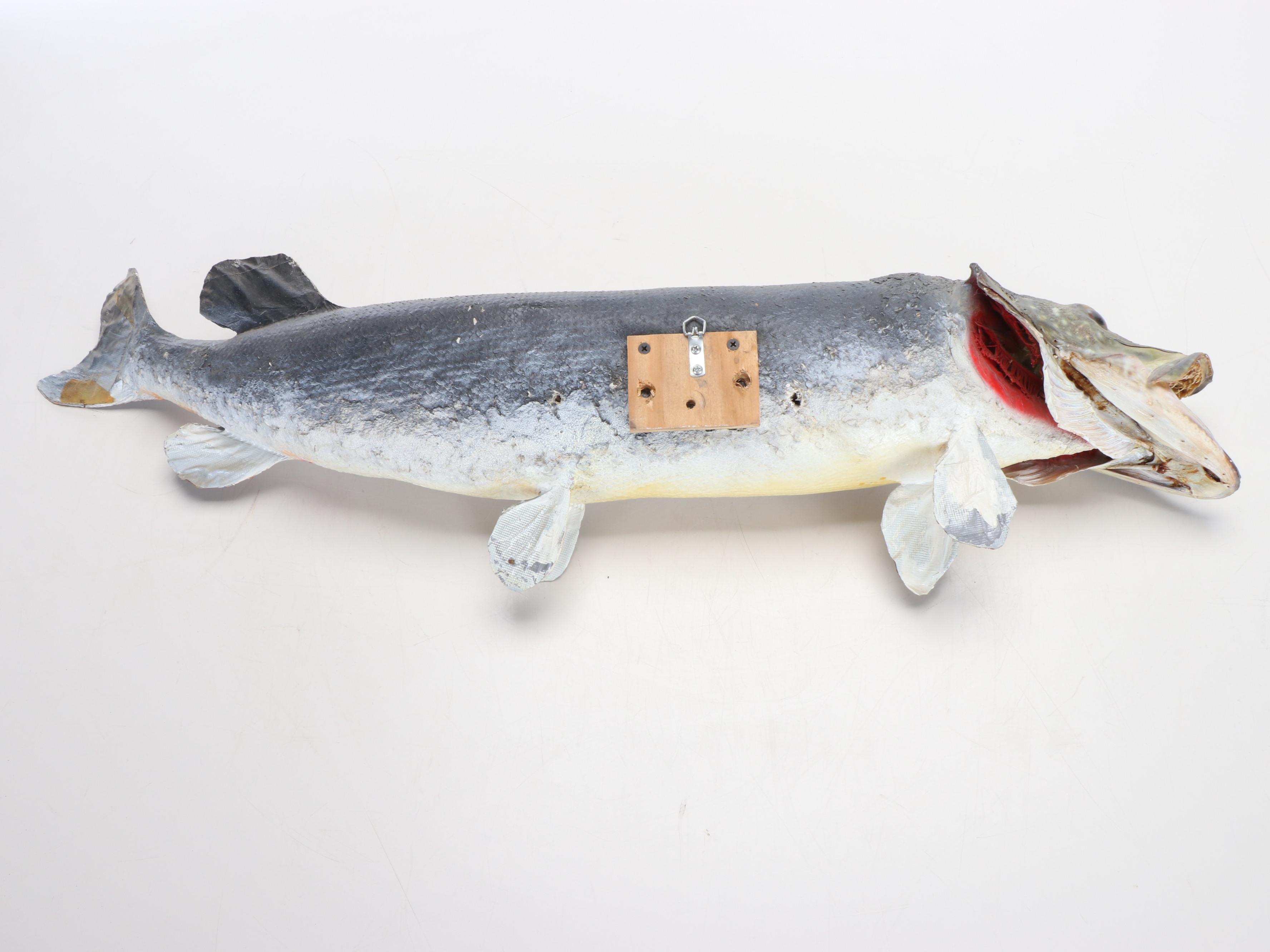 Taxidermy Northern Pike Full Body Mount