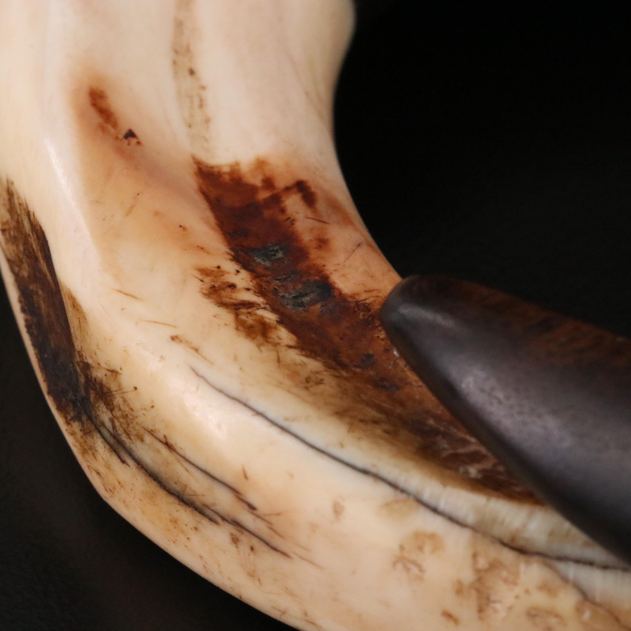 Boar Tusk and Ebony Wood Bracelet