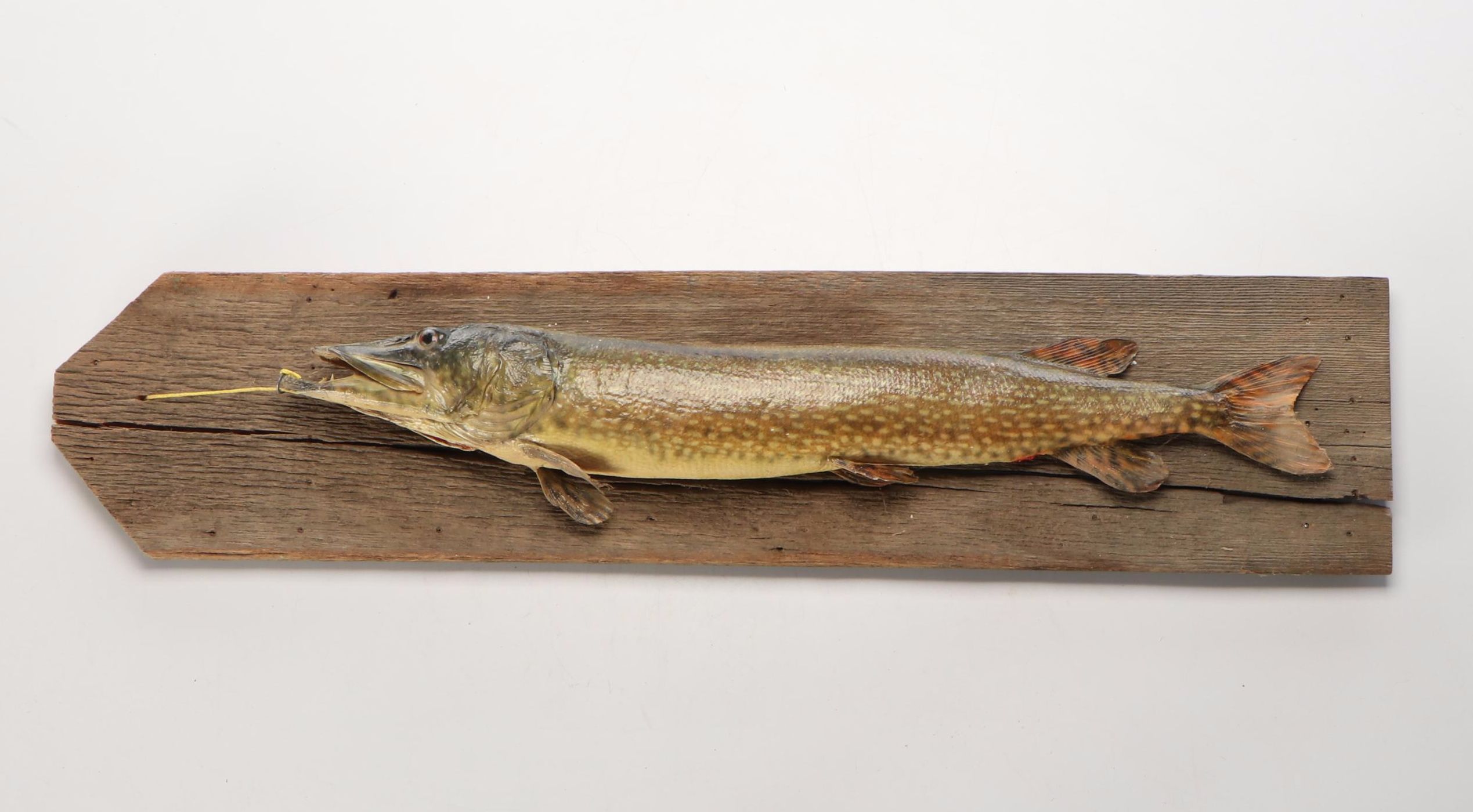 Taxidermy Northern Pike Full Body Mount