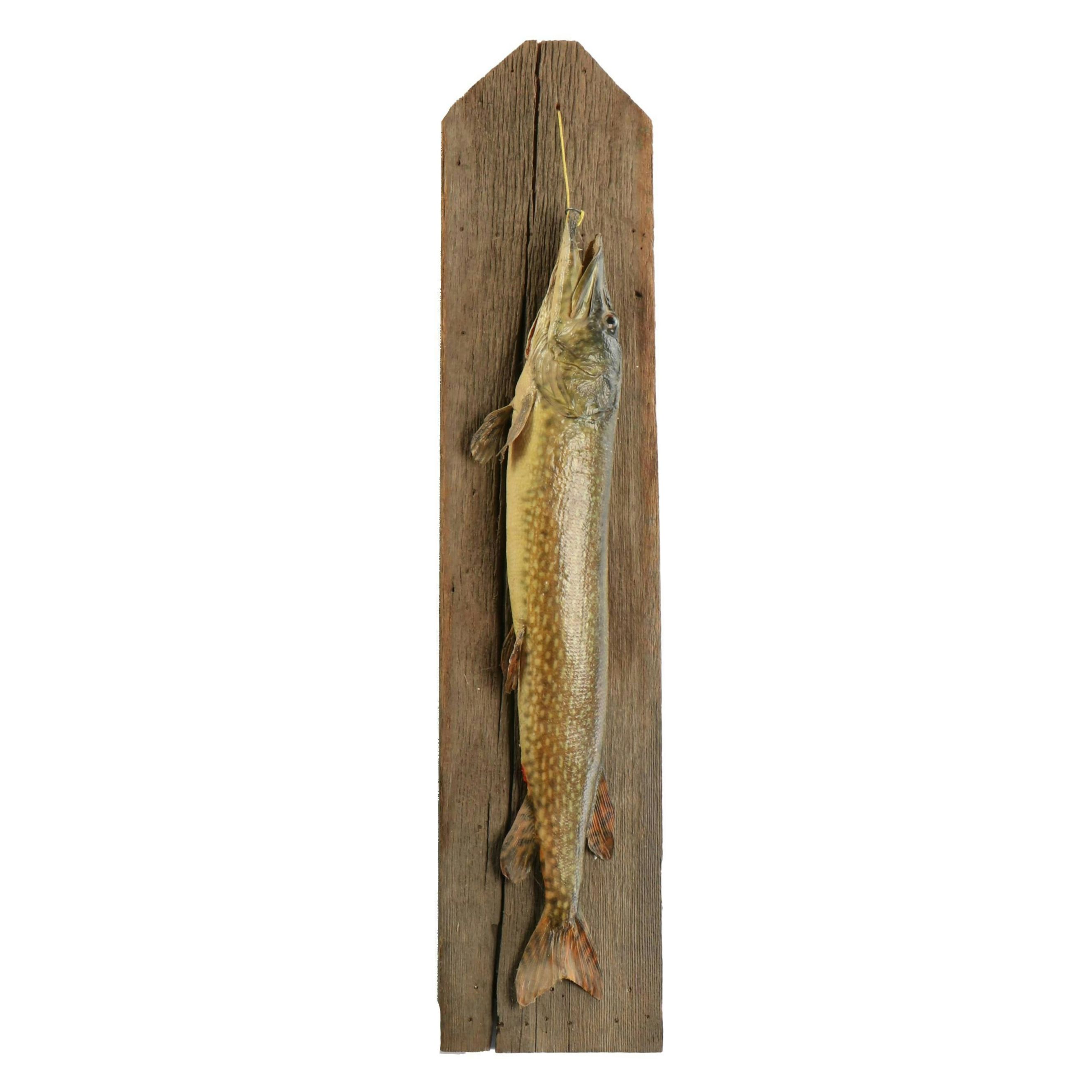 Taxidermy Northern Pike Full Body Mount