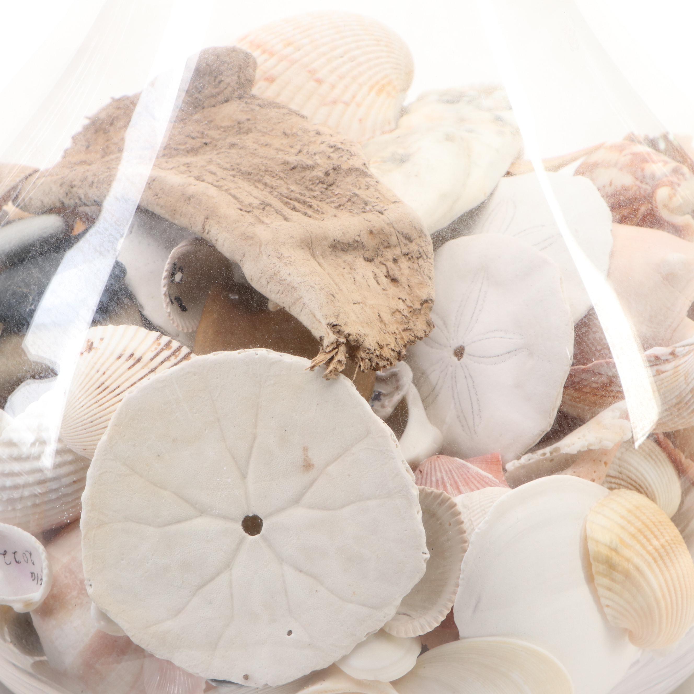 Carved Shorebirds, Seashell Collection with Earthenware Art Pottery Plate, Vase