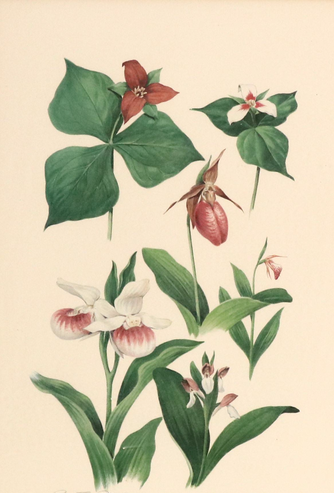 Roger Tory Peterson Botanical Offset Lithograph, Circa 1968