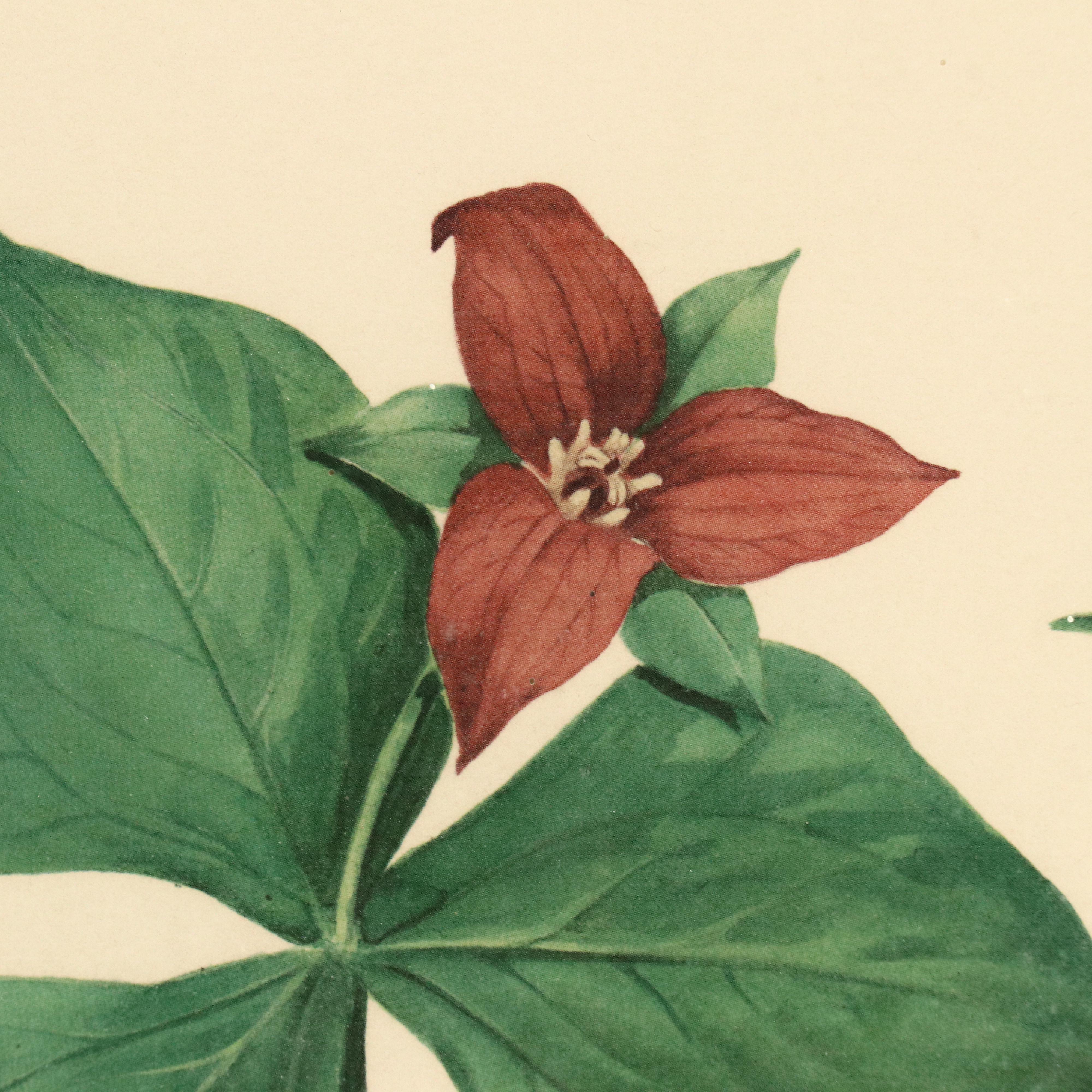 Roger Tory Peterson Botanical Offset Lithograph, Circa 1968