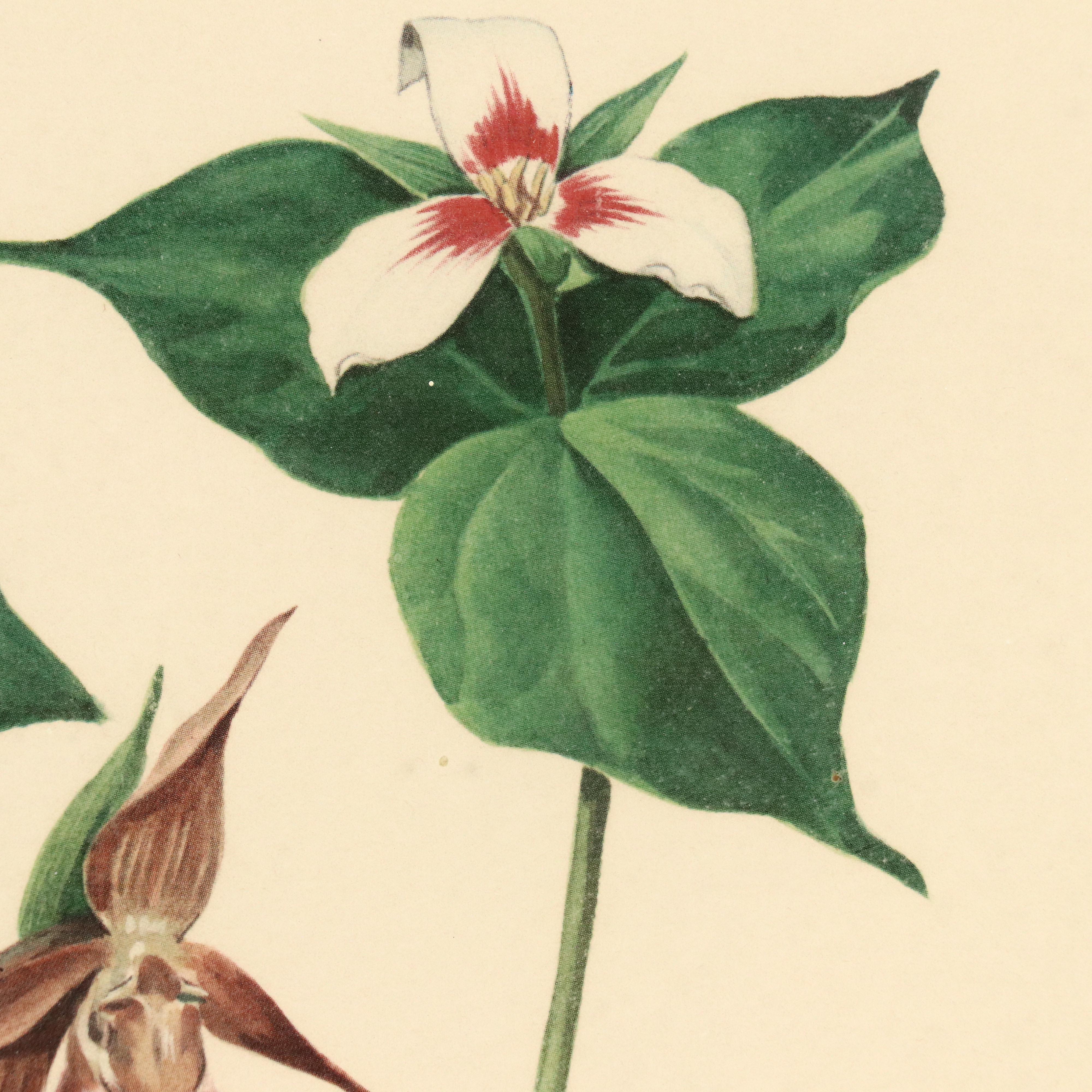 Roger Tory Peterson Botanical Offset Lithograph, Circa 1968