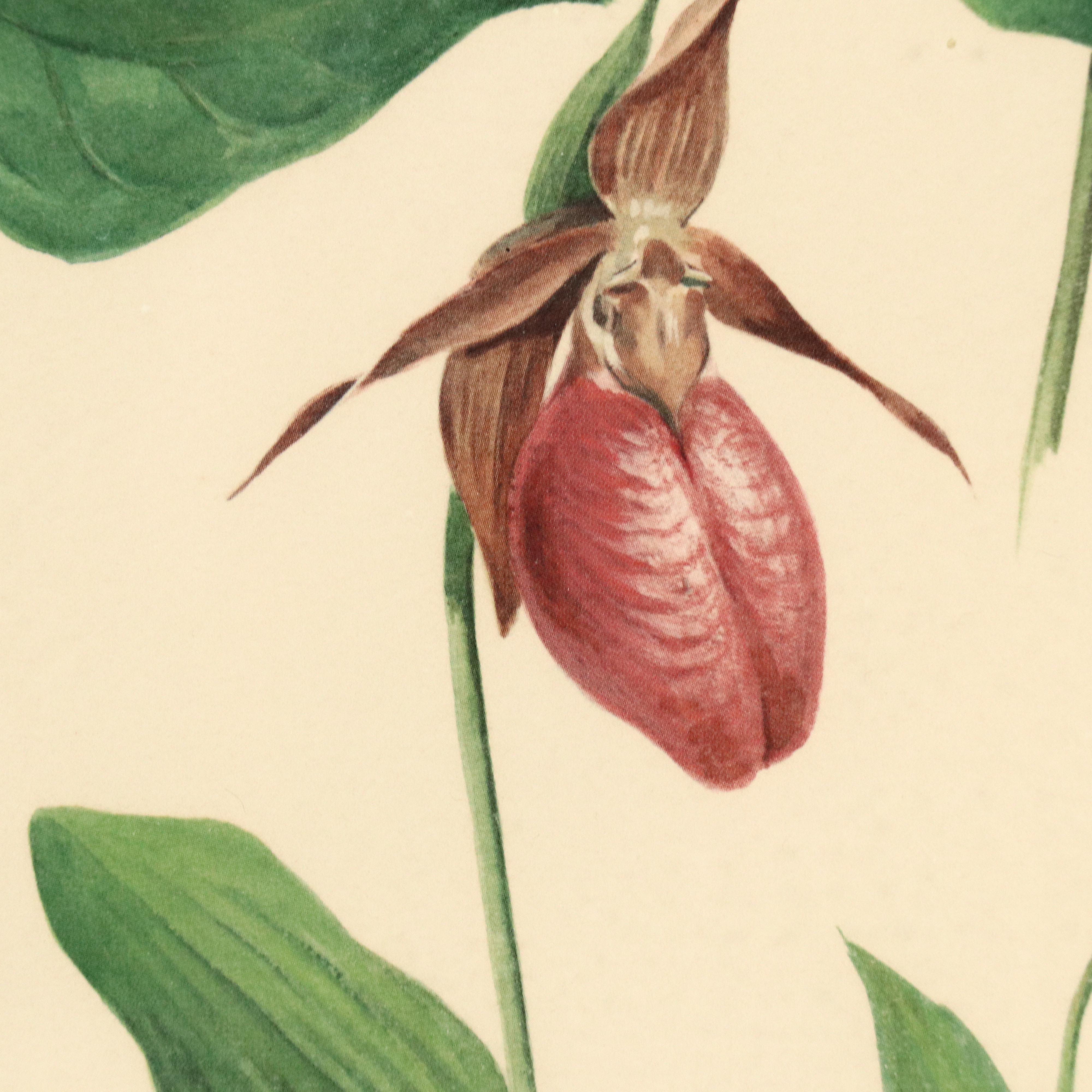 Roger Tory Peterson Botanical Offset Lithograph, Circa 1968