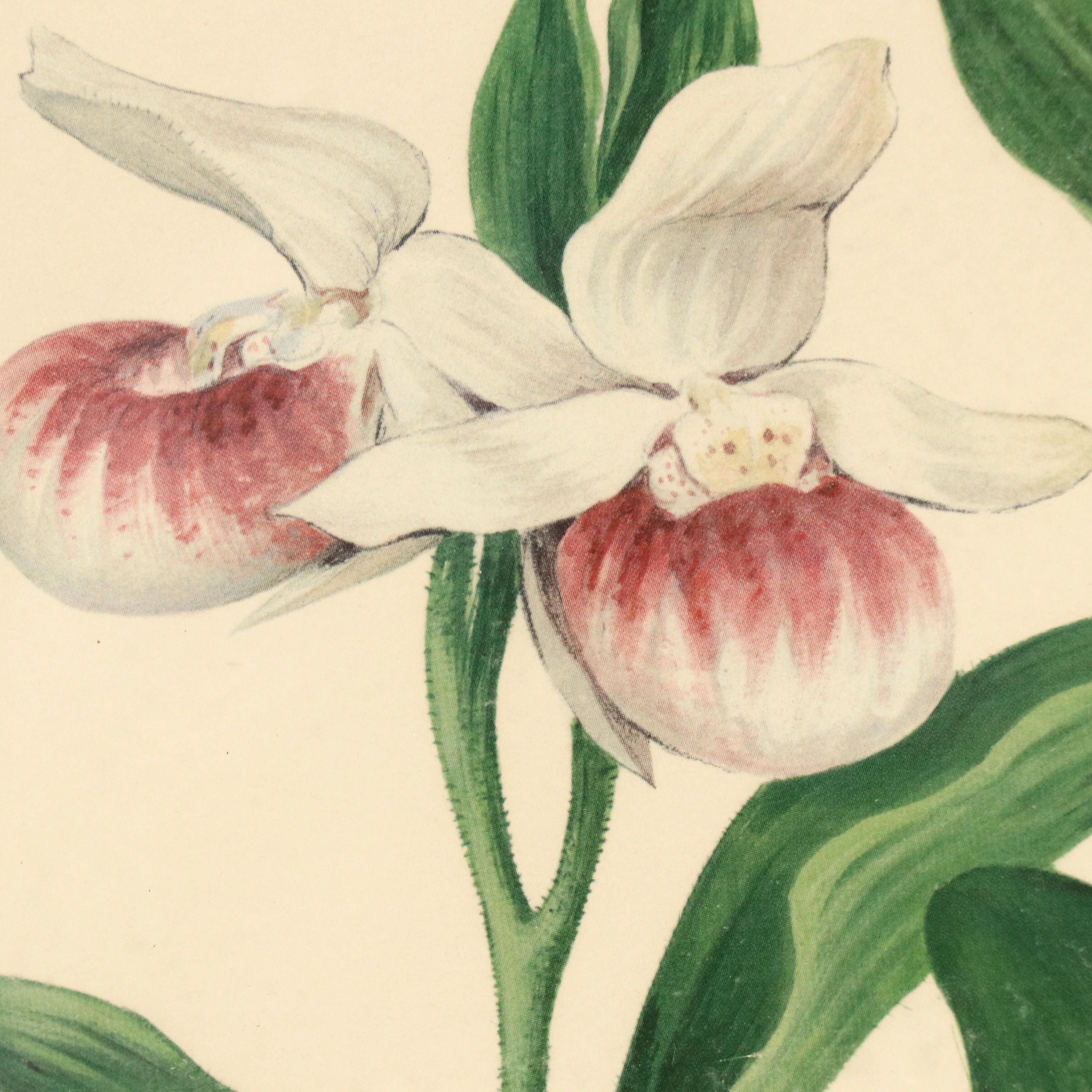 Roger Tory Peterson Botanical Offset Lithograph, Circa 1968