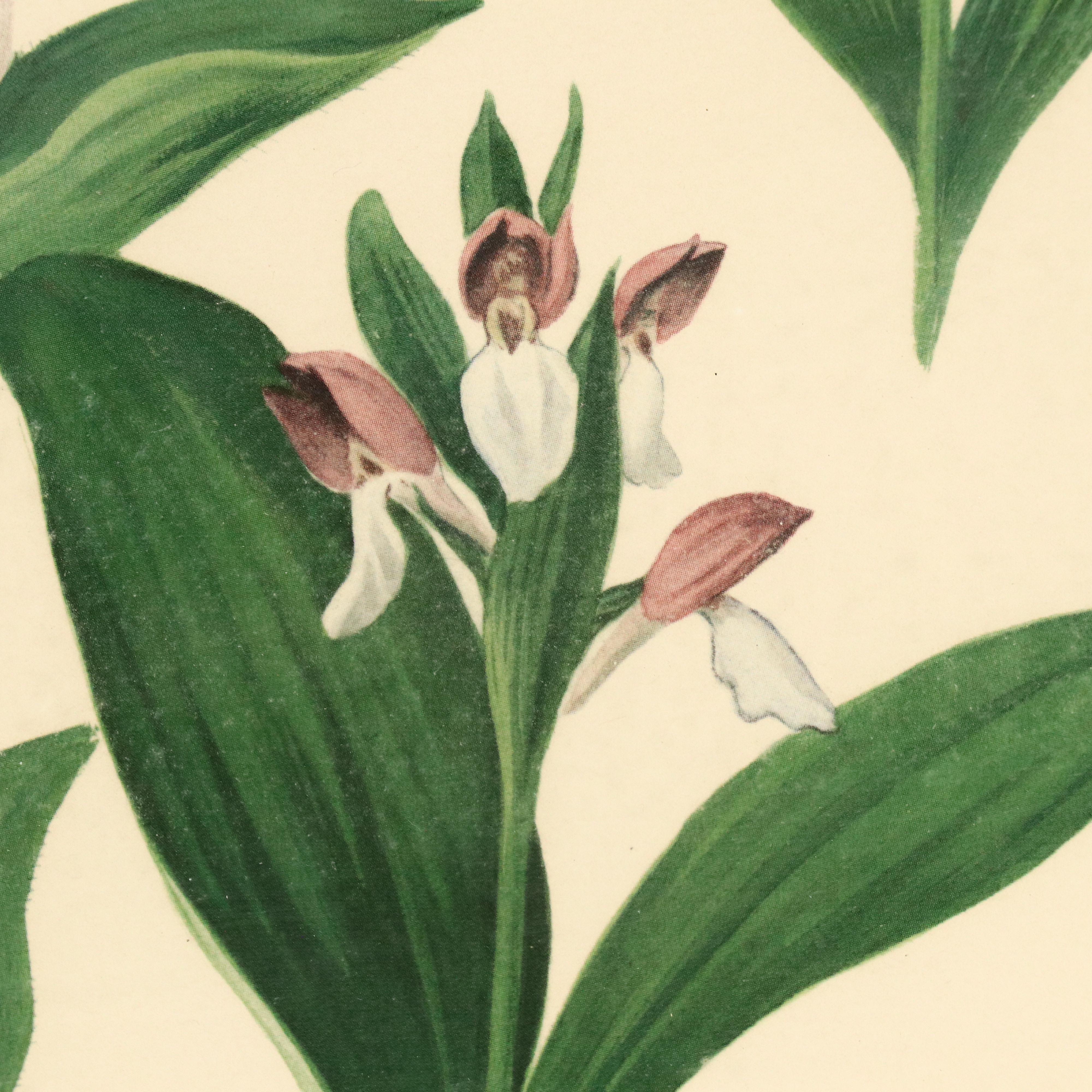 Roger Tory Peterson Botanical Offset Lithograph, Circa 1968