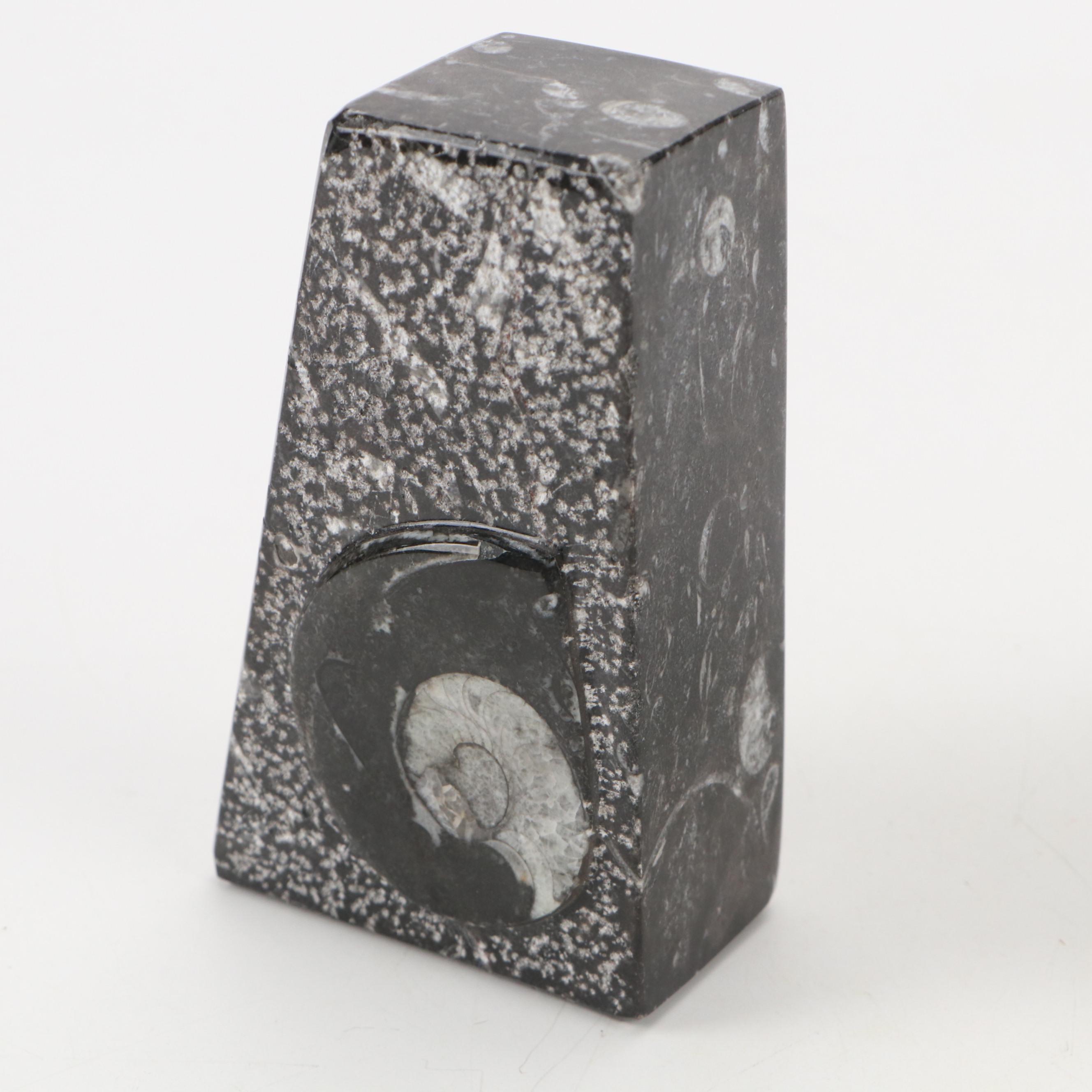 Goniatite Ammonite and Cephalopod Composite Fossil Bookends