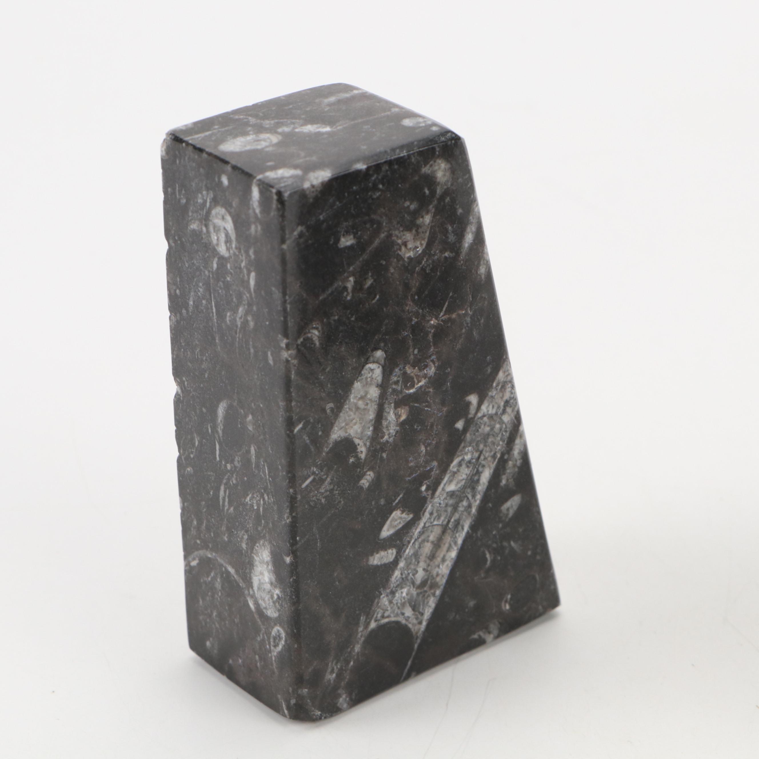 Goniatite Ammonite and Cephalopod Composite Fossil Bookends