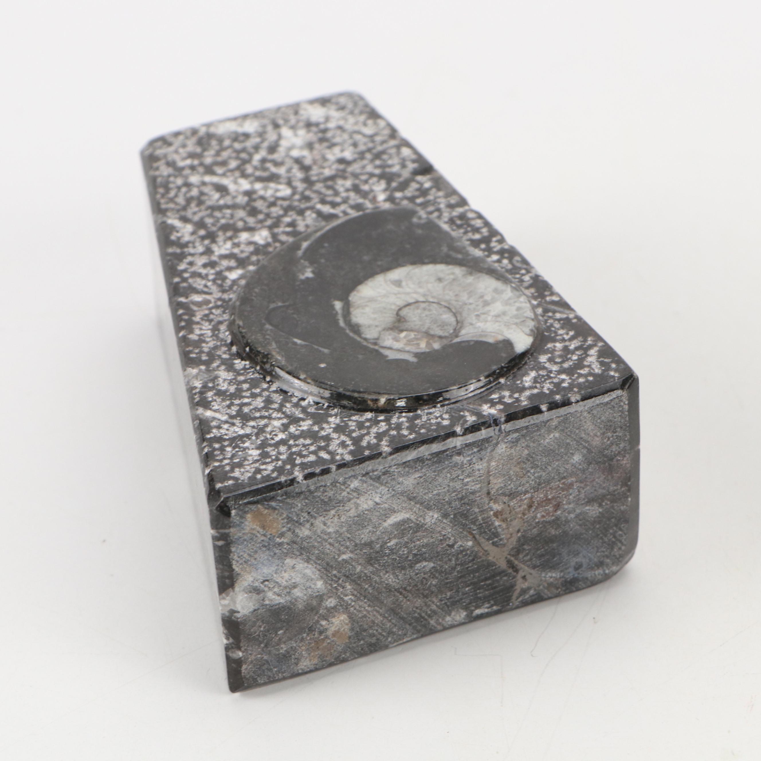 Goniatite Ammonite and Cephalopod Composite Fossil Bookends