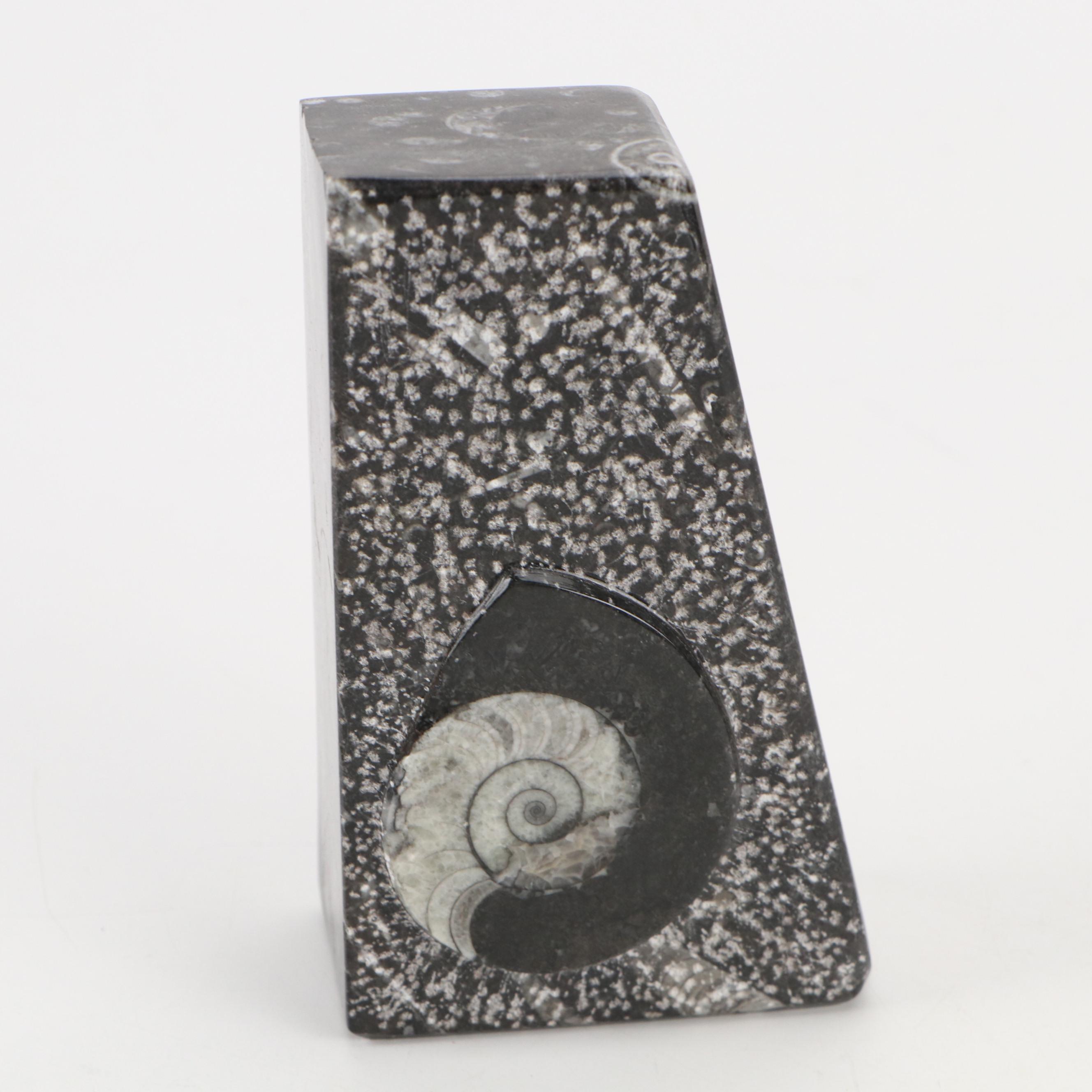 Goniatite Ammonite and Cephalopod Composite Fossil Bookends