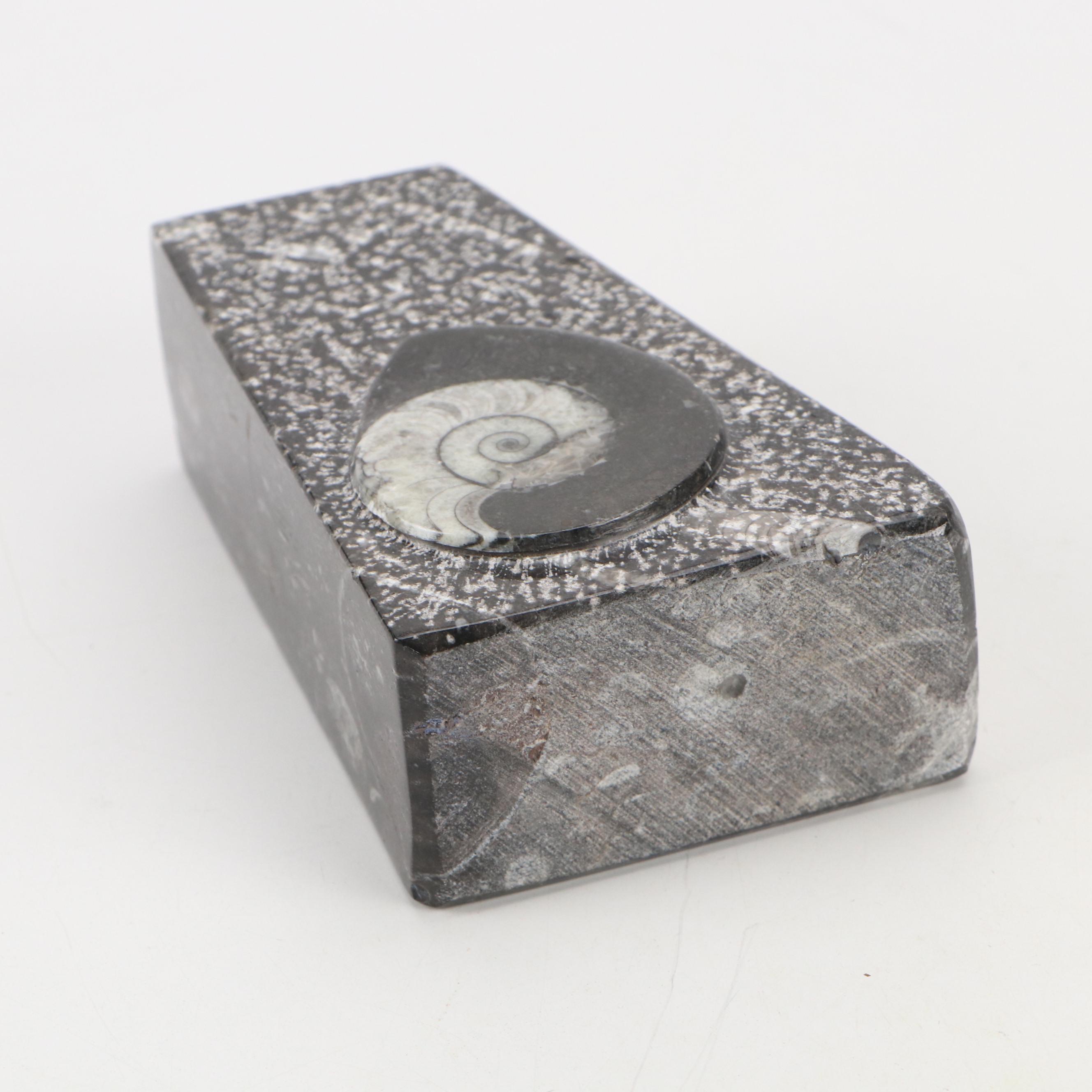 Goniatite Ammonite and Cephalopod Composite Fossil Bookends