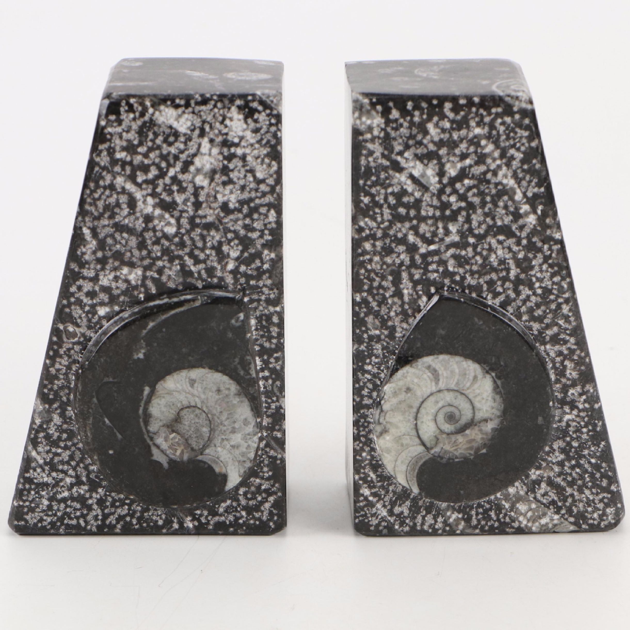 Goniatite Ammonite and Cephalopod Composite Fossil Bookends