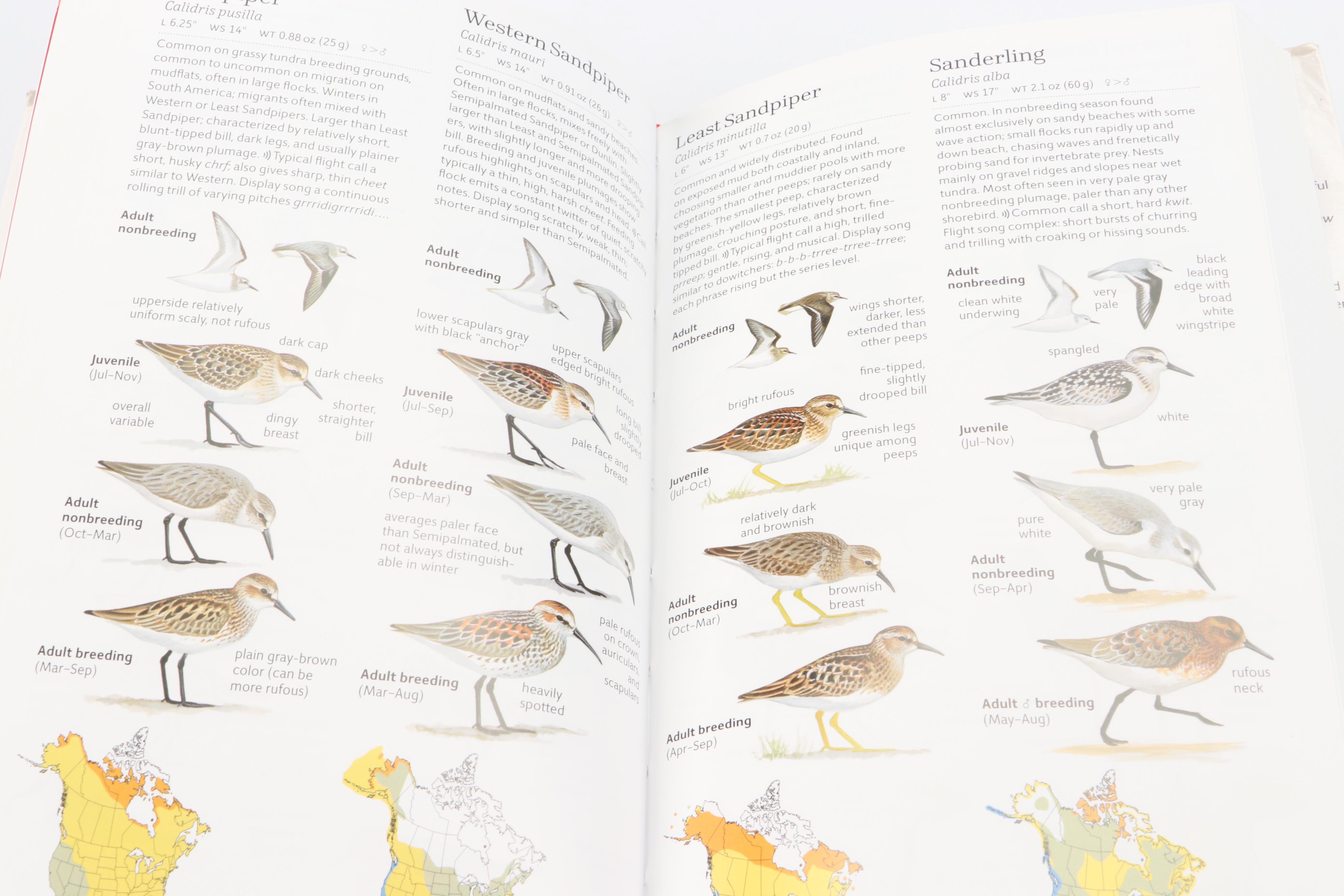 "The Sibley Guide to Birds" by David Allen Sibley and More Bird Guide Books