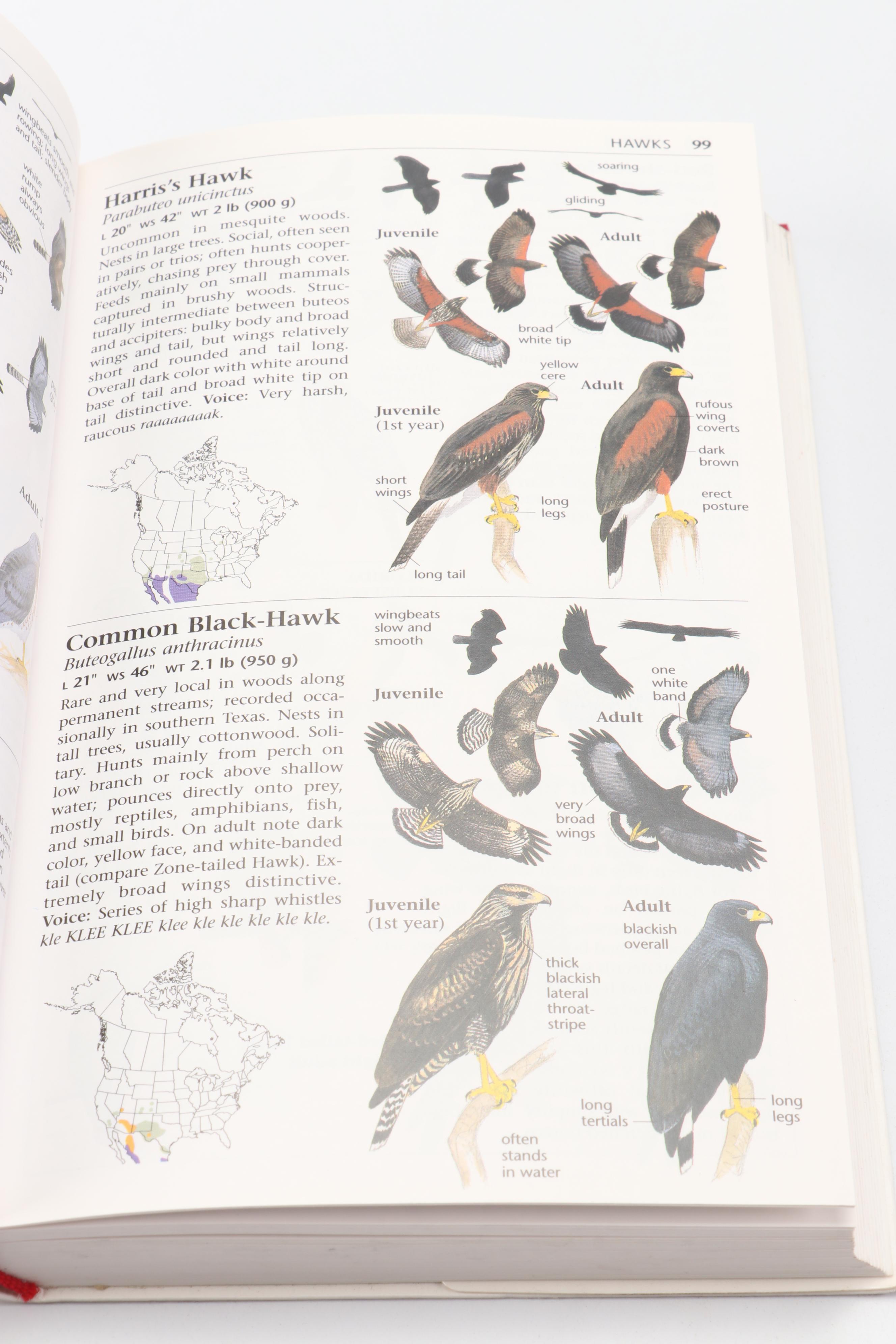 "The Sibley Guide to Birds" by David Allen Sibley and More Bird Guide Books