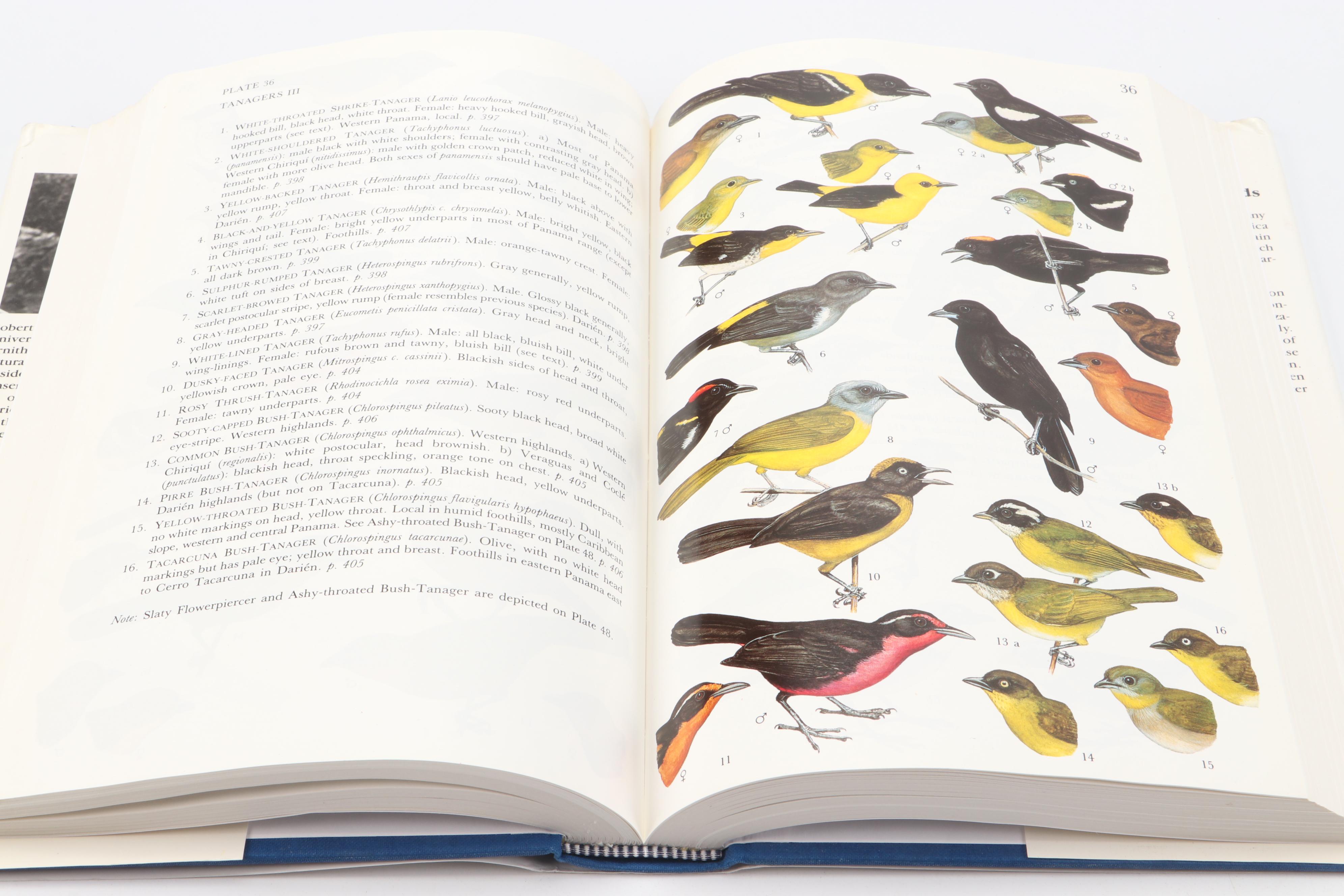 "The Sibley Guide to Birds" by David Allen Sibley and More Bird Guide Books