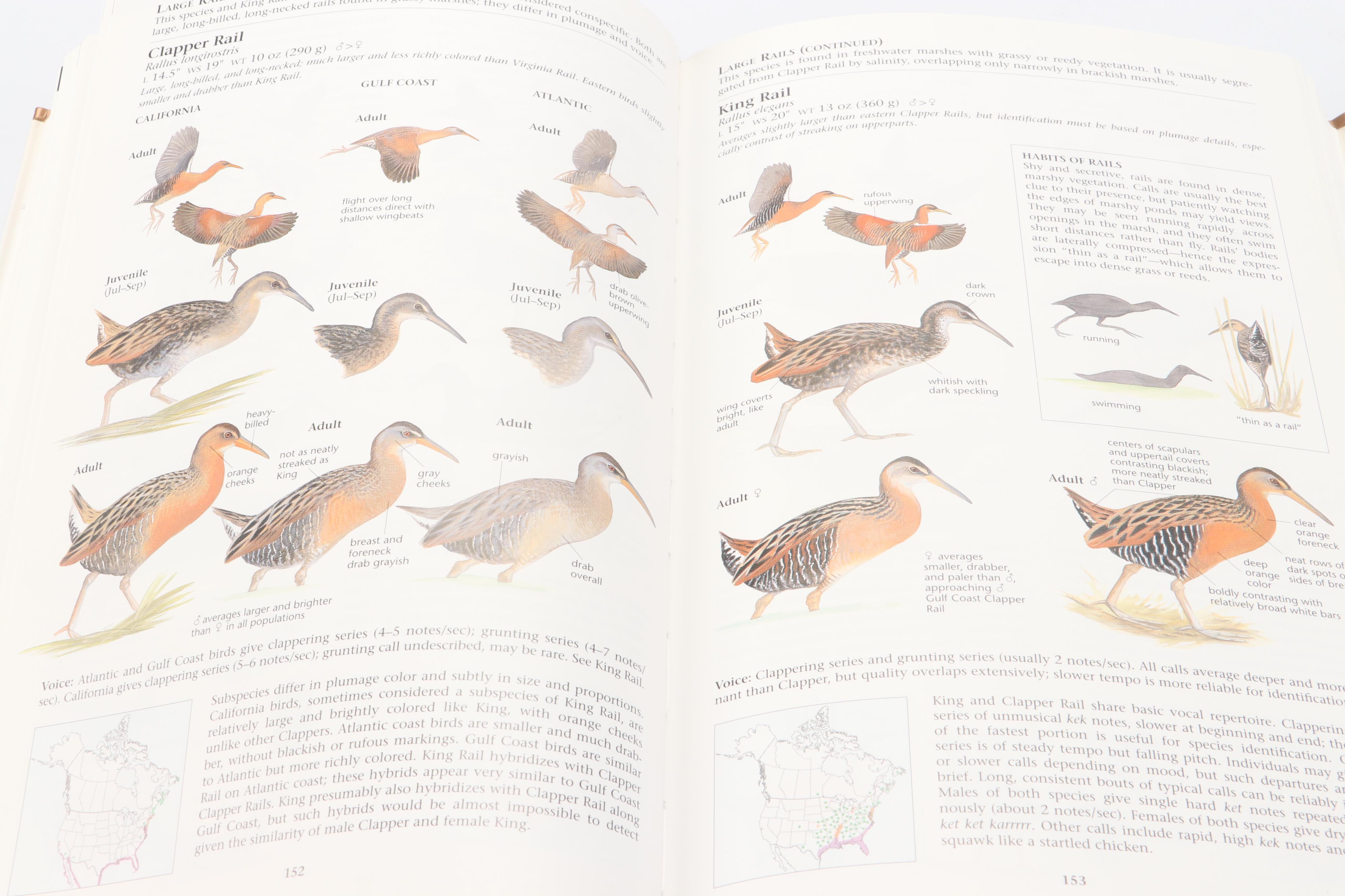 "The Sibley Guide to Birds" by David Allen Sibley and More Bird Guide Books