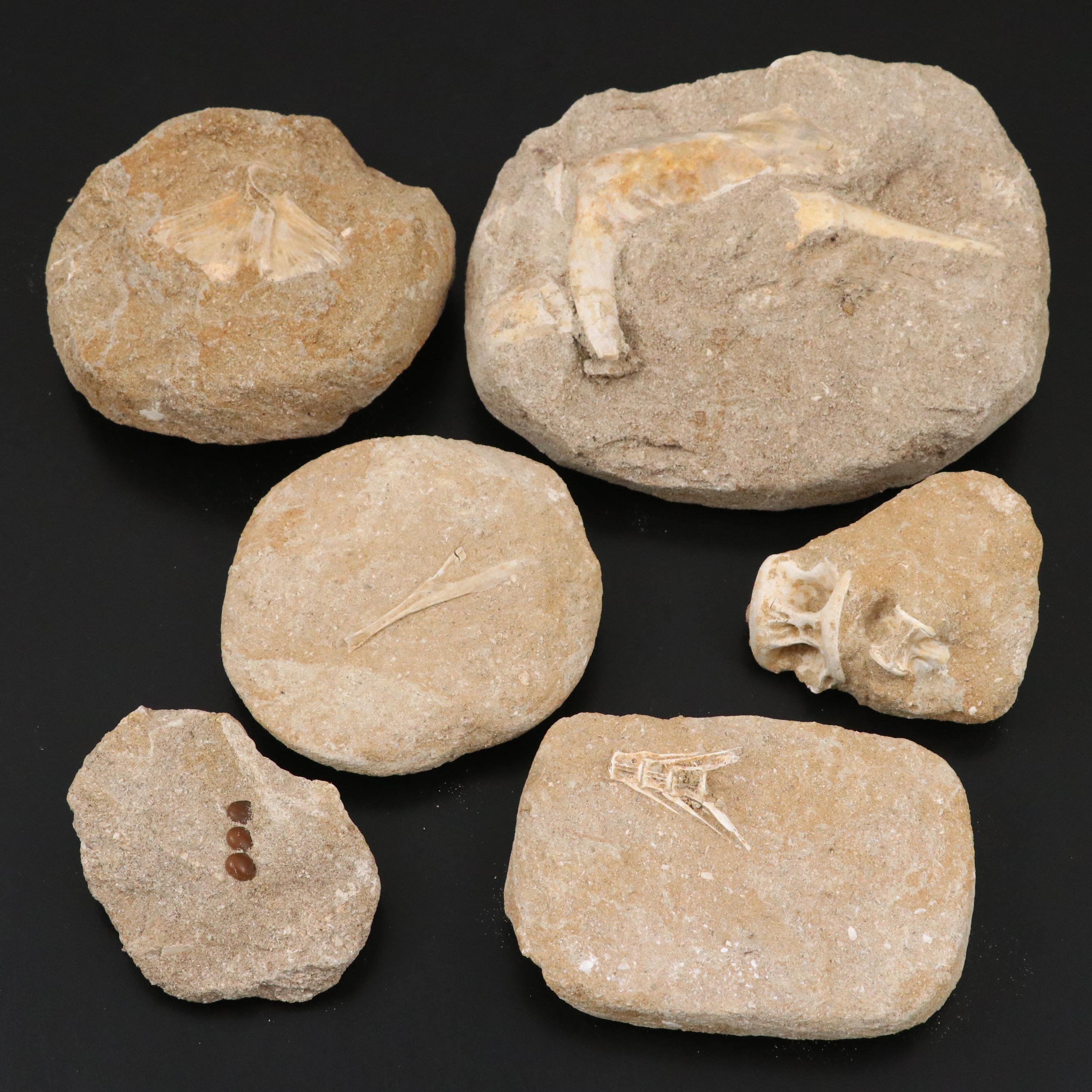 Mold Cast Bony Fish Jaw and Fish Vertebrae in Matrices