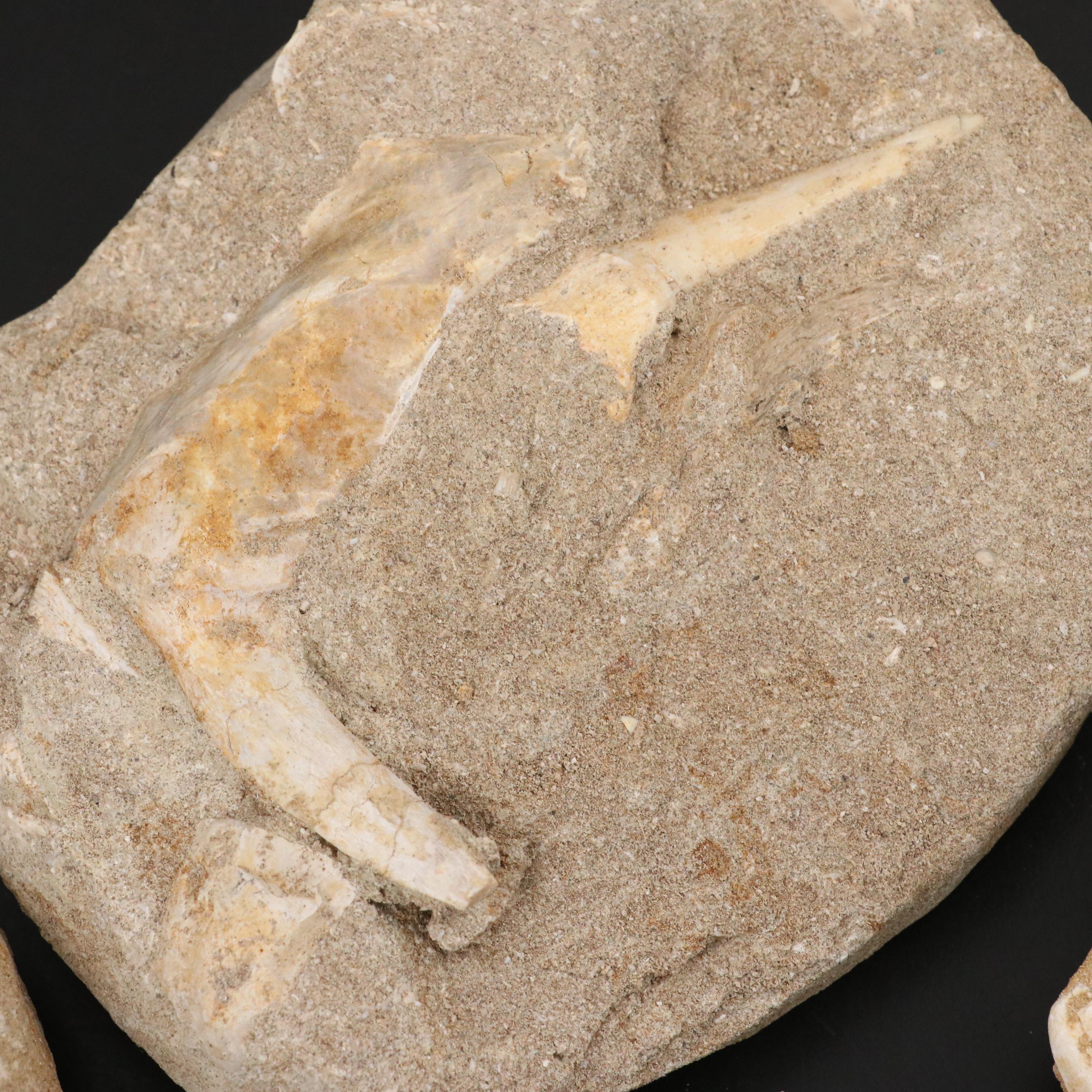 Mold Cast Bony Fish Jaw and Fish Vertebrae in Matrices