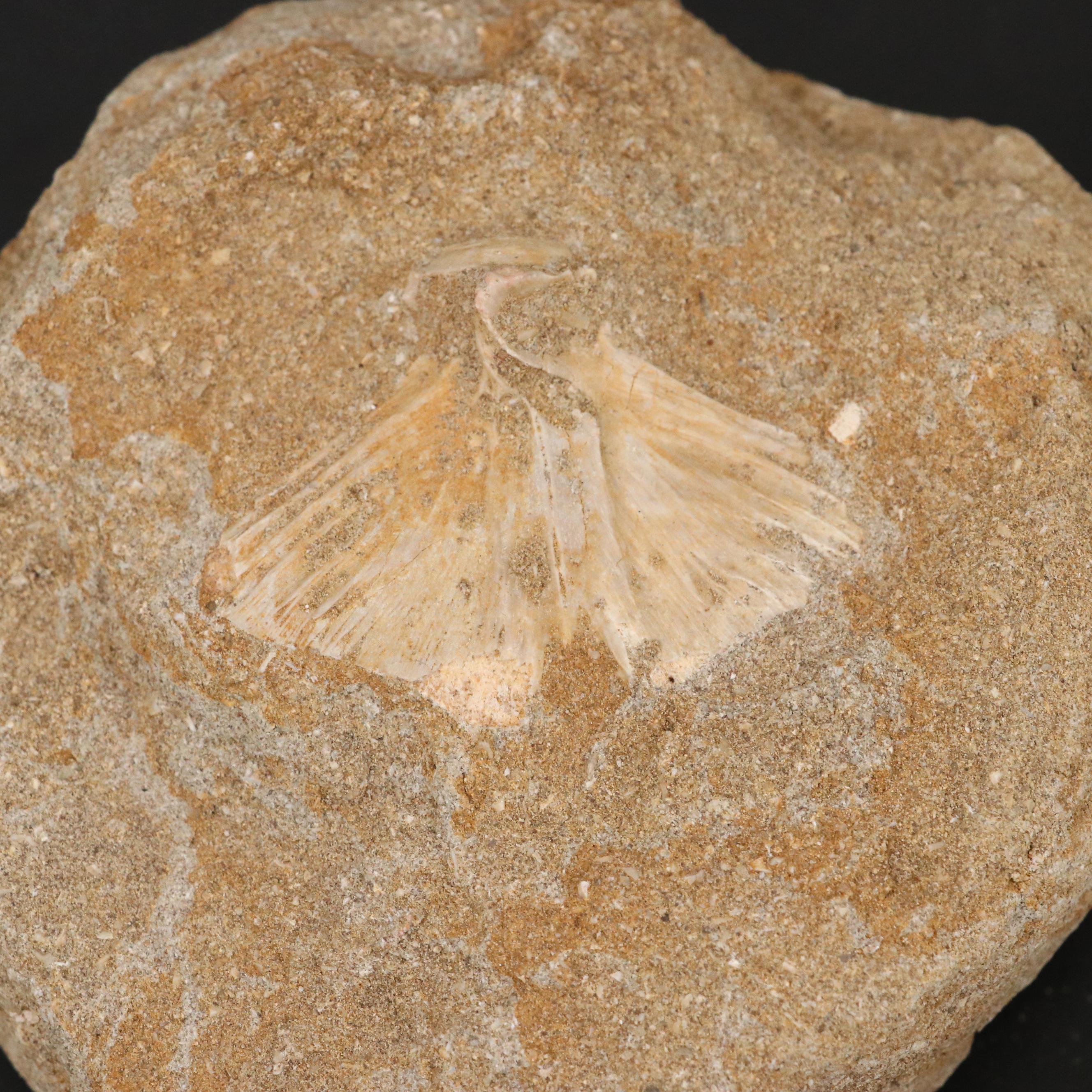 Mold Cast Bony Fish Jaw and Fish Vertebrae in Matrices