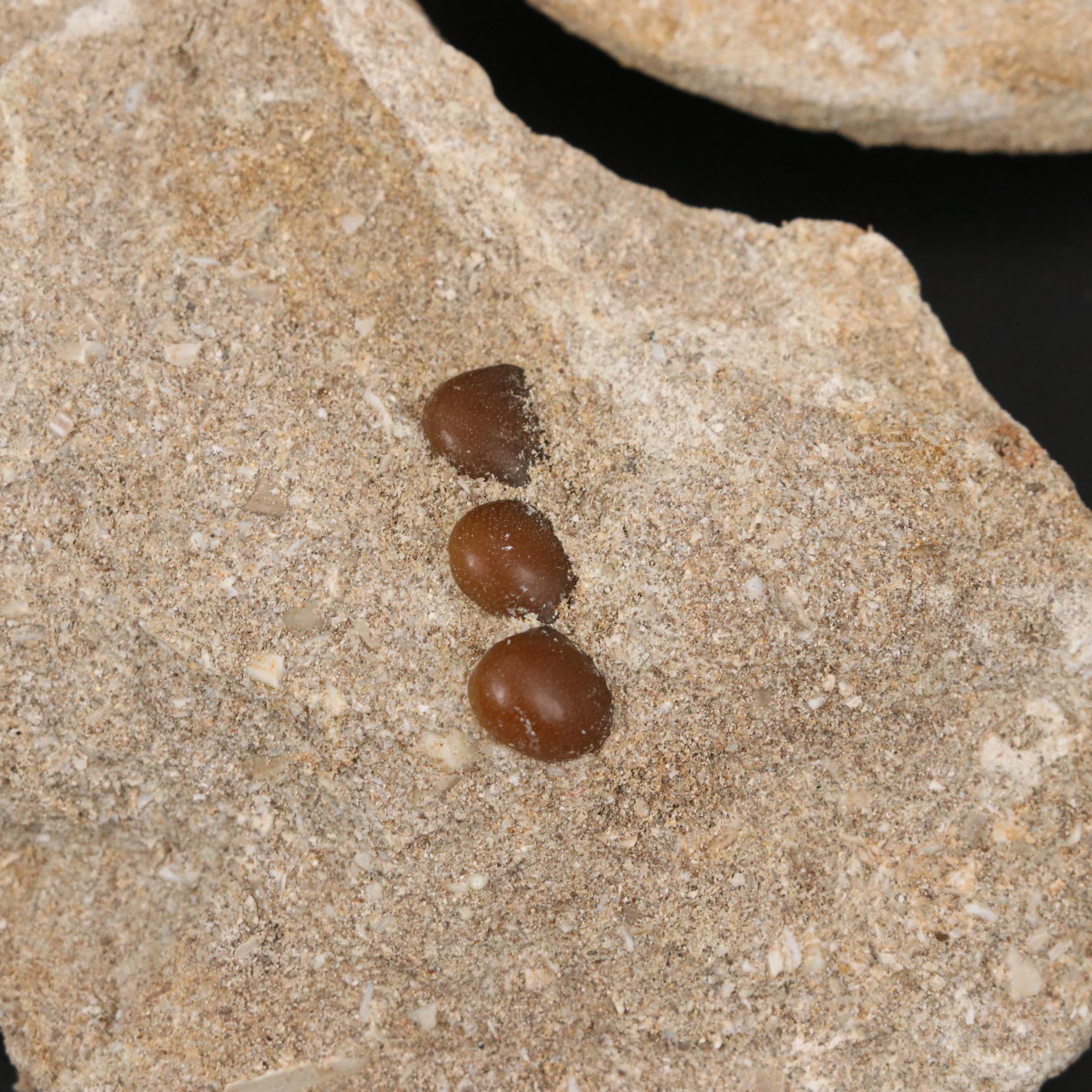 Mold Cast Bony Fish Jaw and Fish Vertebrae in Matrices