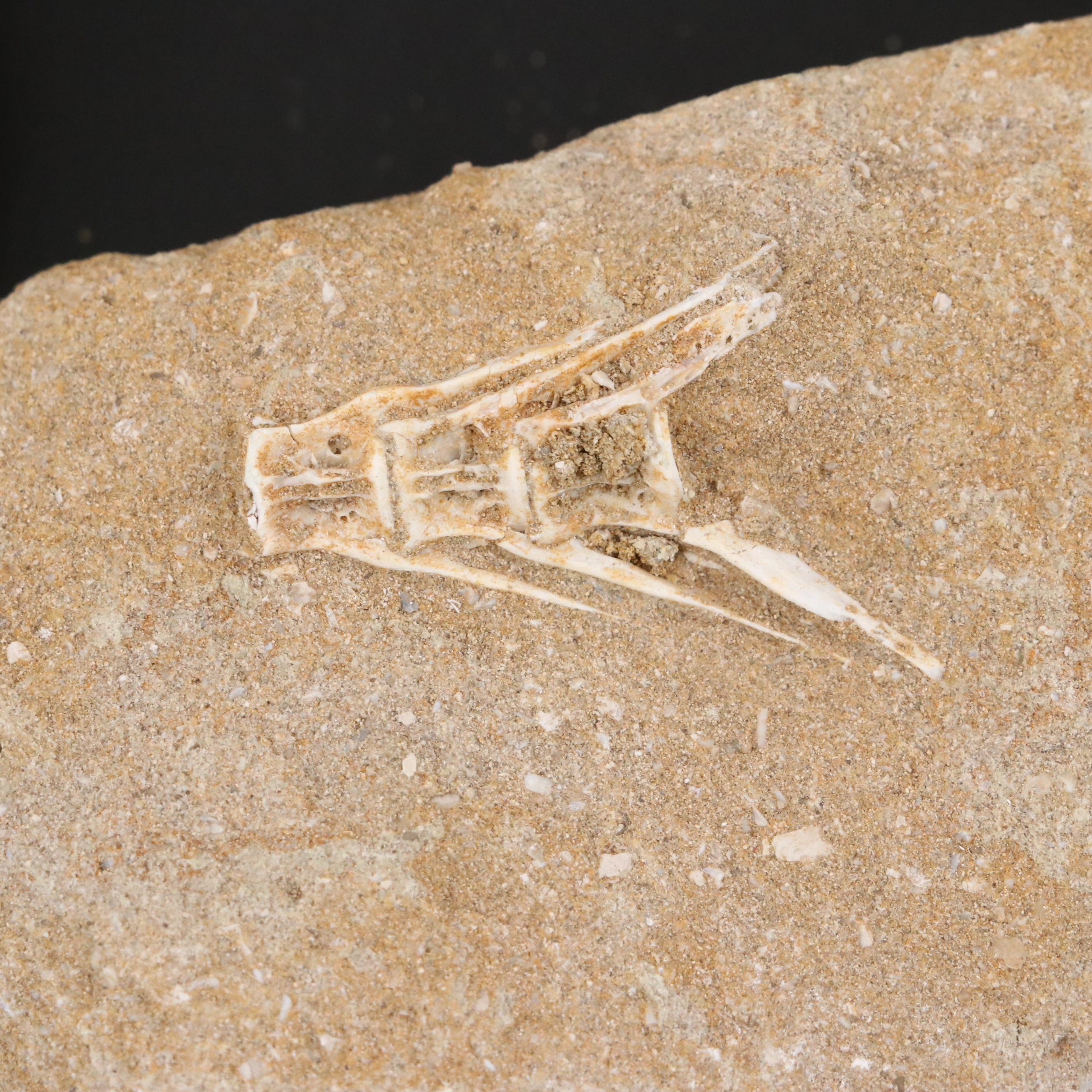 Mold Cast Bony Fish Jaw and Fish Vertebrae in Matrices