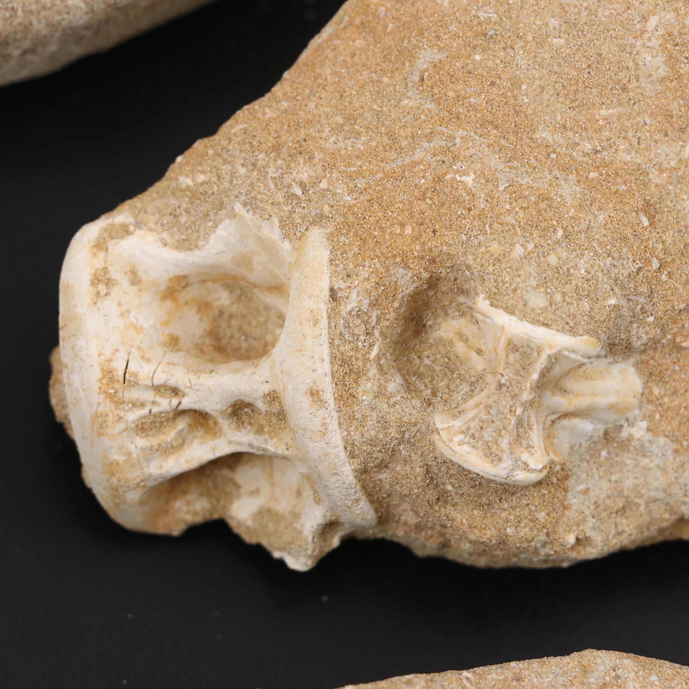 Mold Cast Bony Fish Jaw and Fish Vertebrae in Matrices