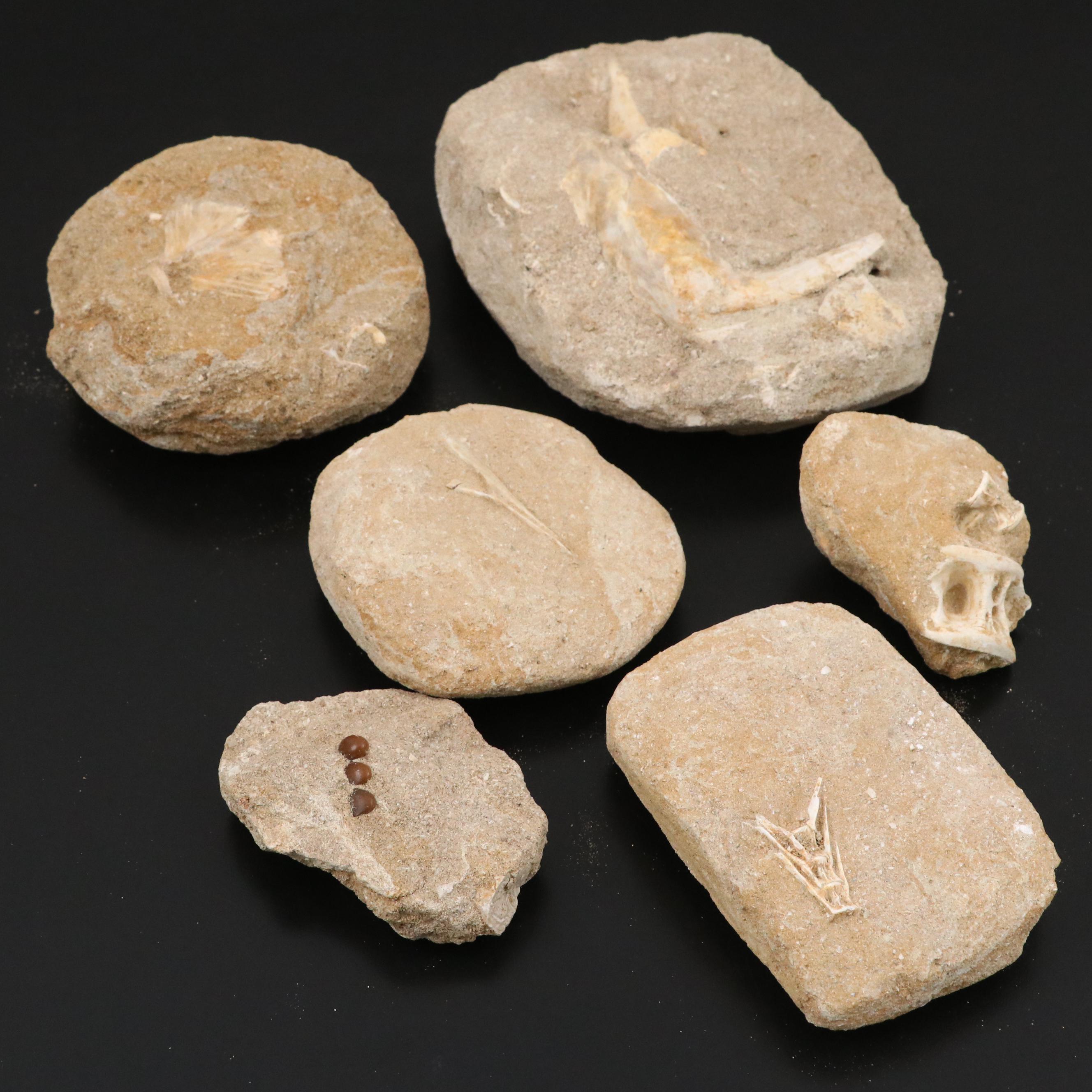 Mold Cast Bony Fish Jaw and Fish Vertebrae in Matrices