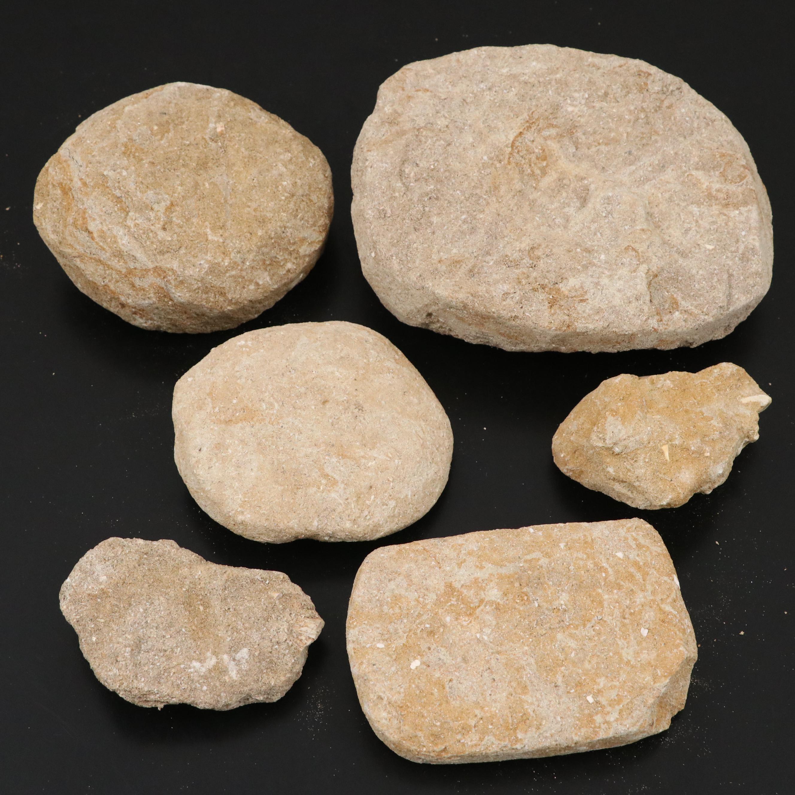 Mold Cast Bony Fish Jaw and Fish Vertebrae in Matrices