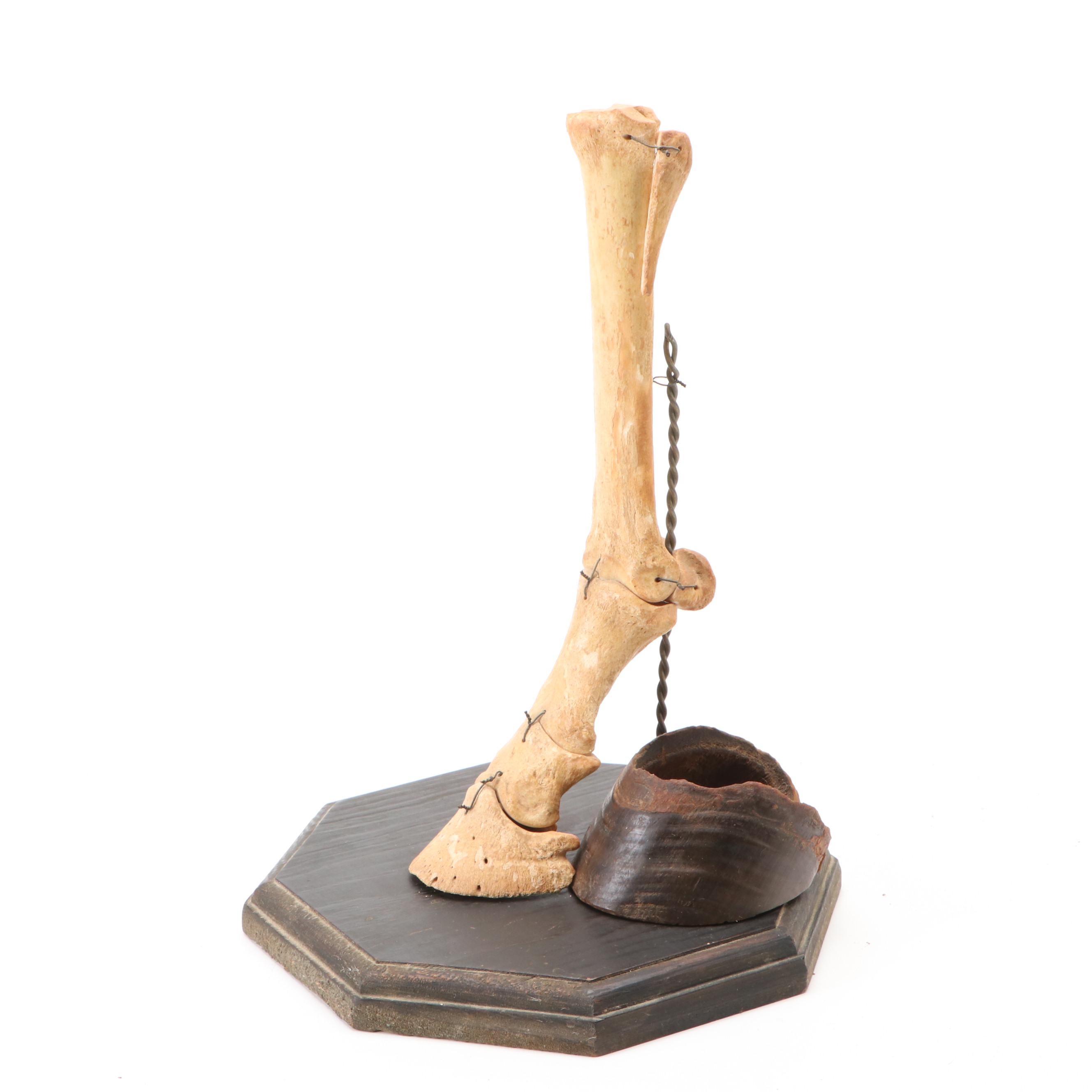 Articulated Bone Horse Lower Leg Anatomy with Hoof Capsule