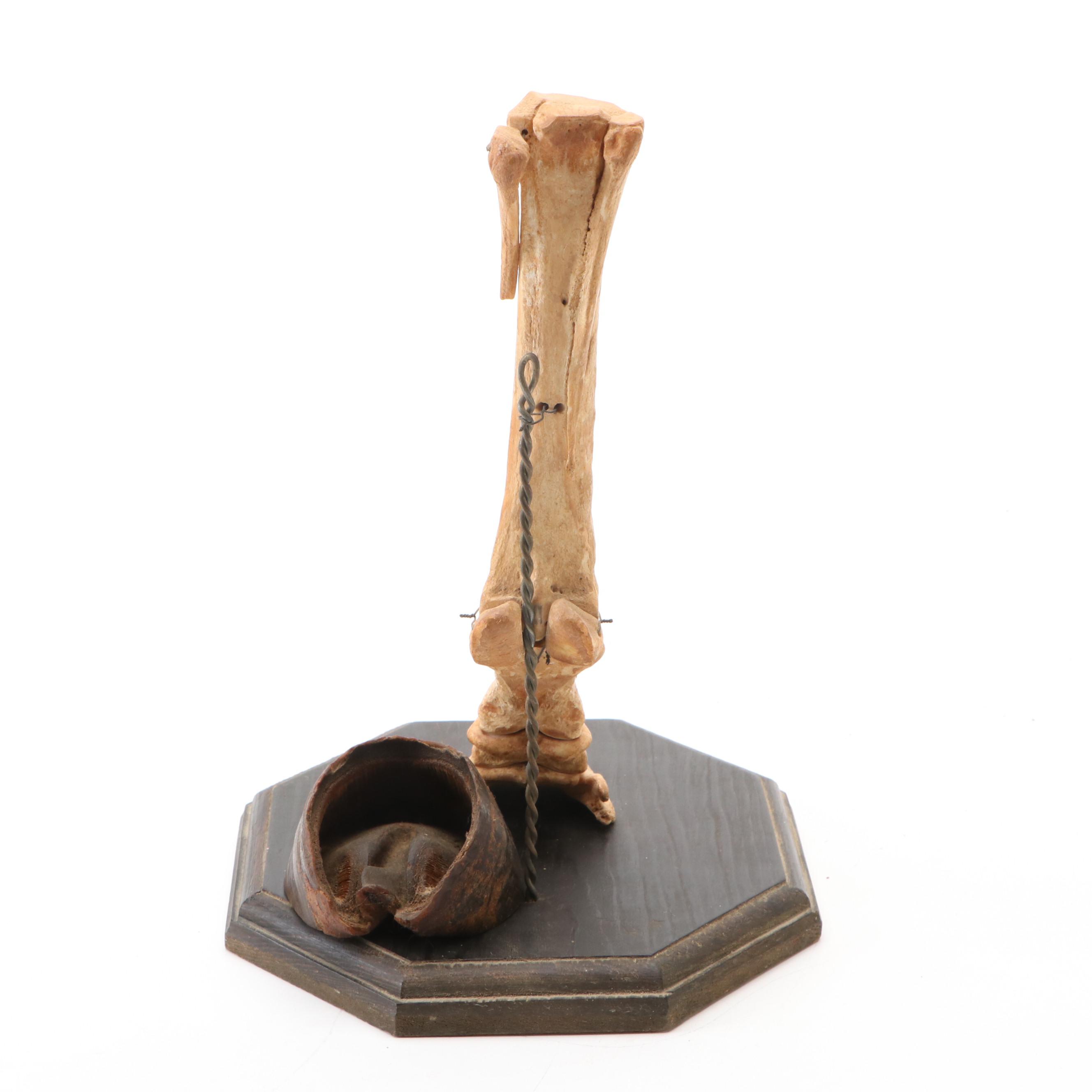 Articulated Bone Horse Lower Leg Anatomy with Hoof Capsule