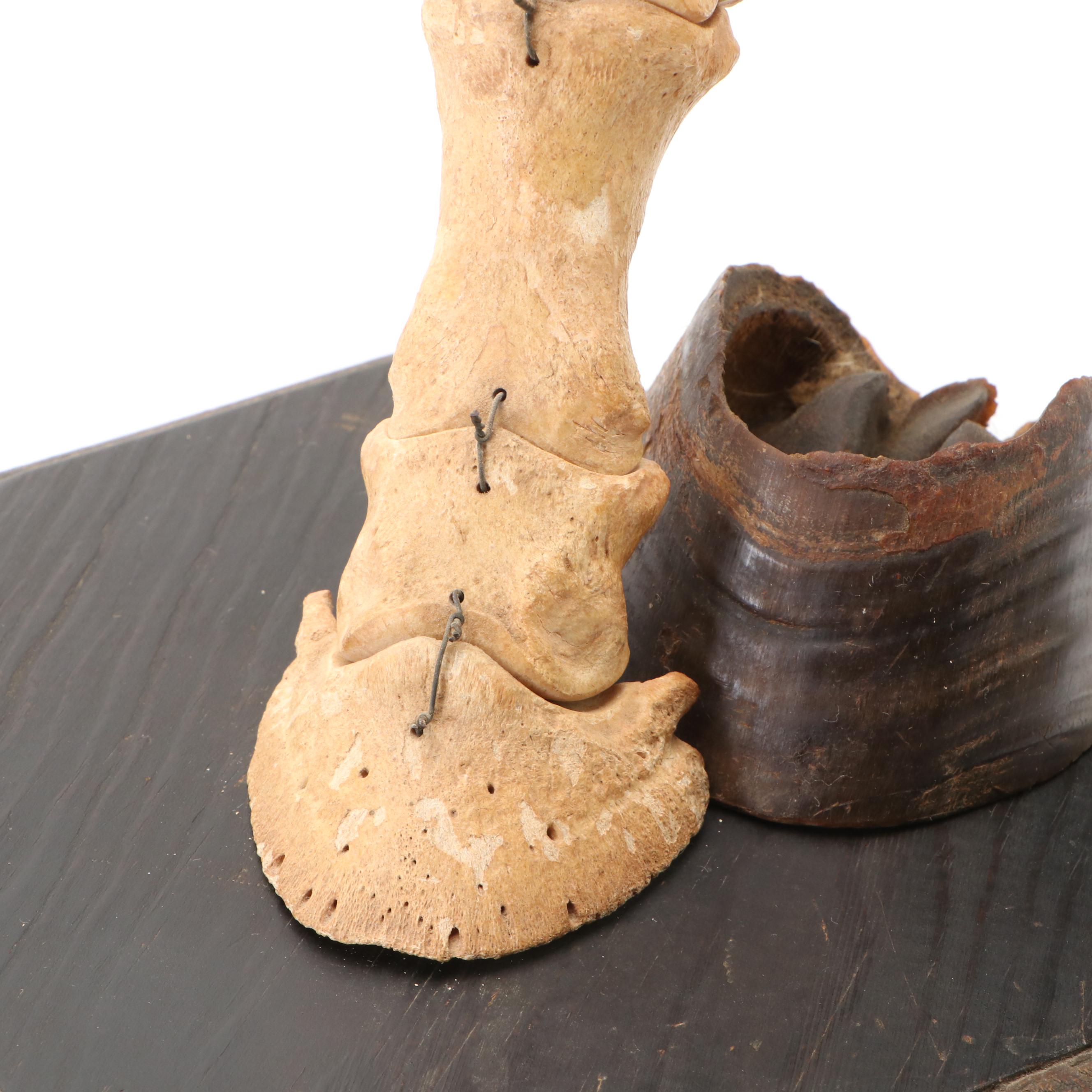 Articulated Bone Horse Lower Leg Anatomy with Hoof Capsule