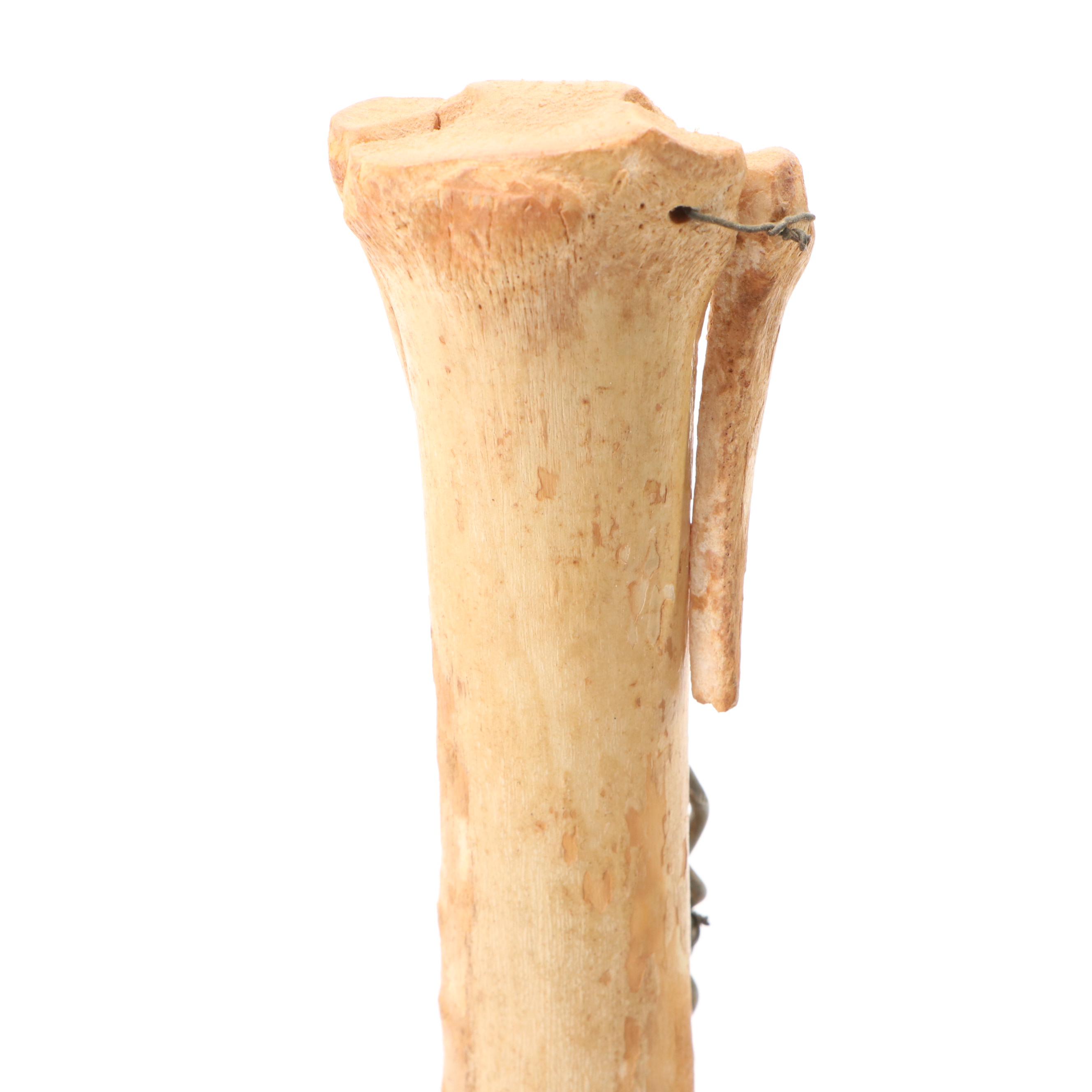 Articulated Bone Horse Lower Leg Anatomy with Hoof Capsule