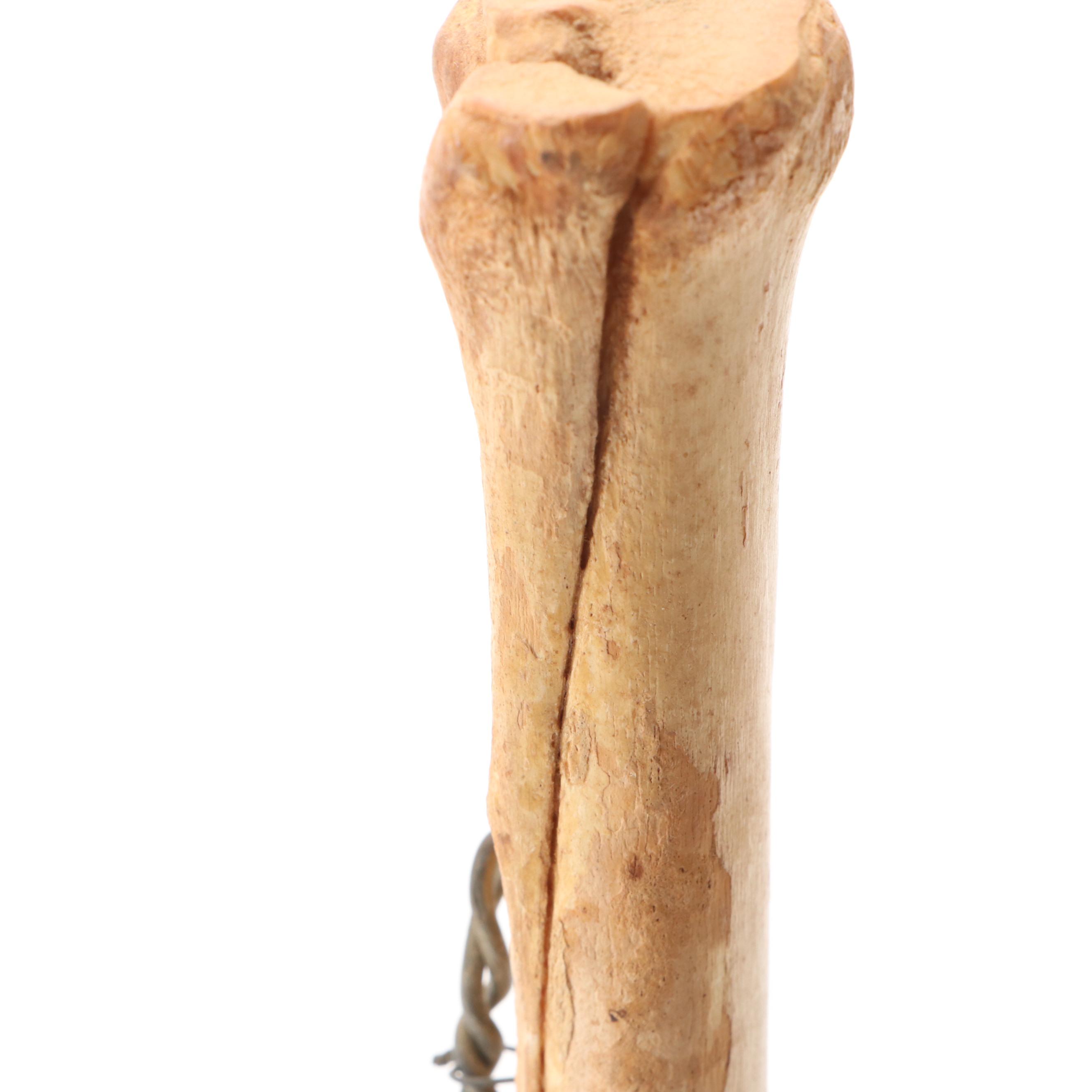 Articulated Bone Horse Lower Leg Anatomy with Hoof Capsule