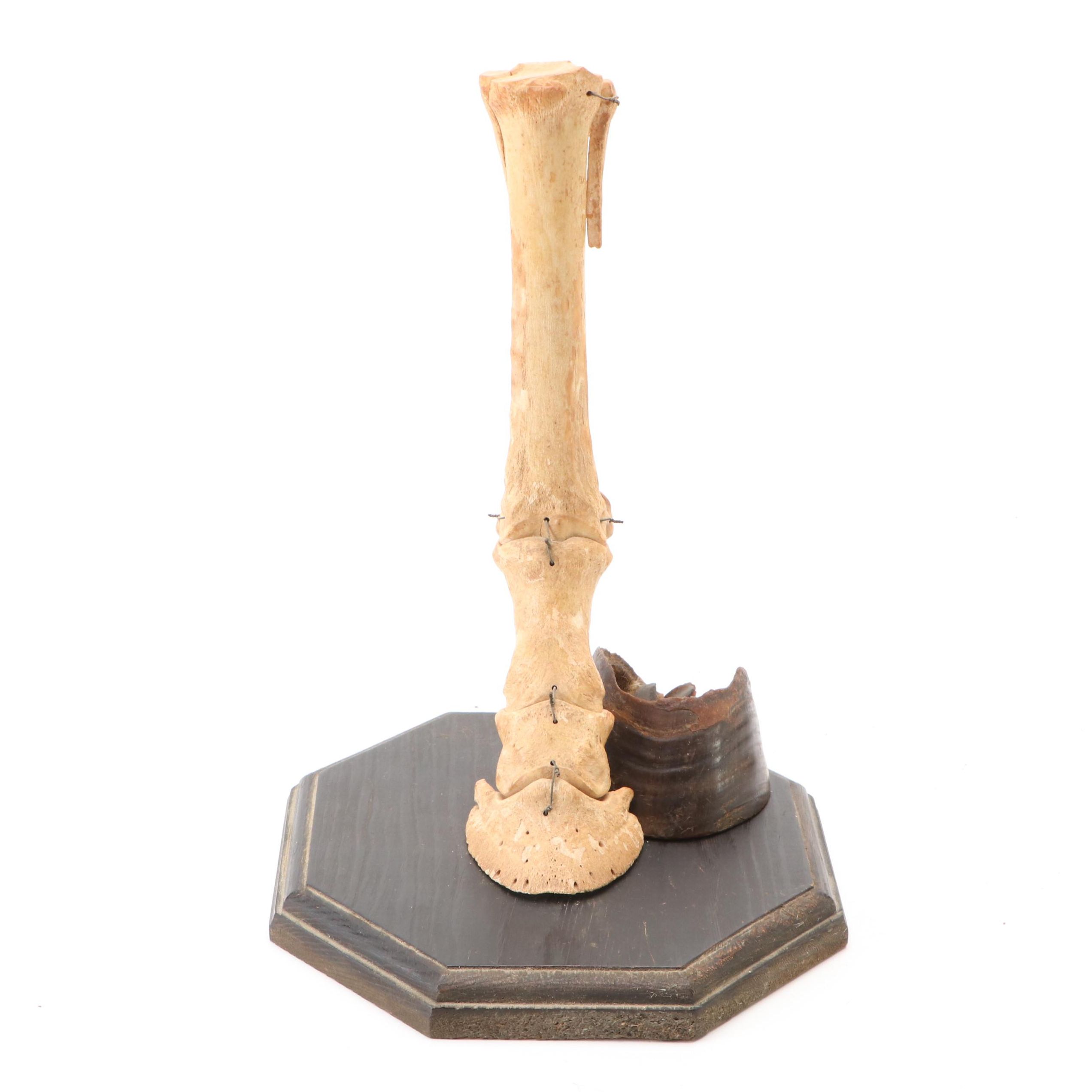 Articulated Bone Horse Lower Leg Anatomy with Hoof Capsule