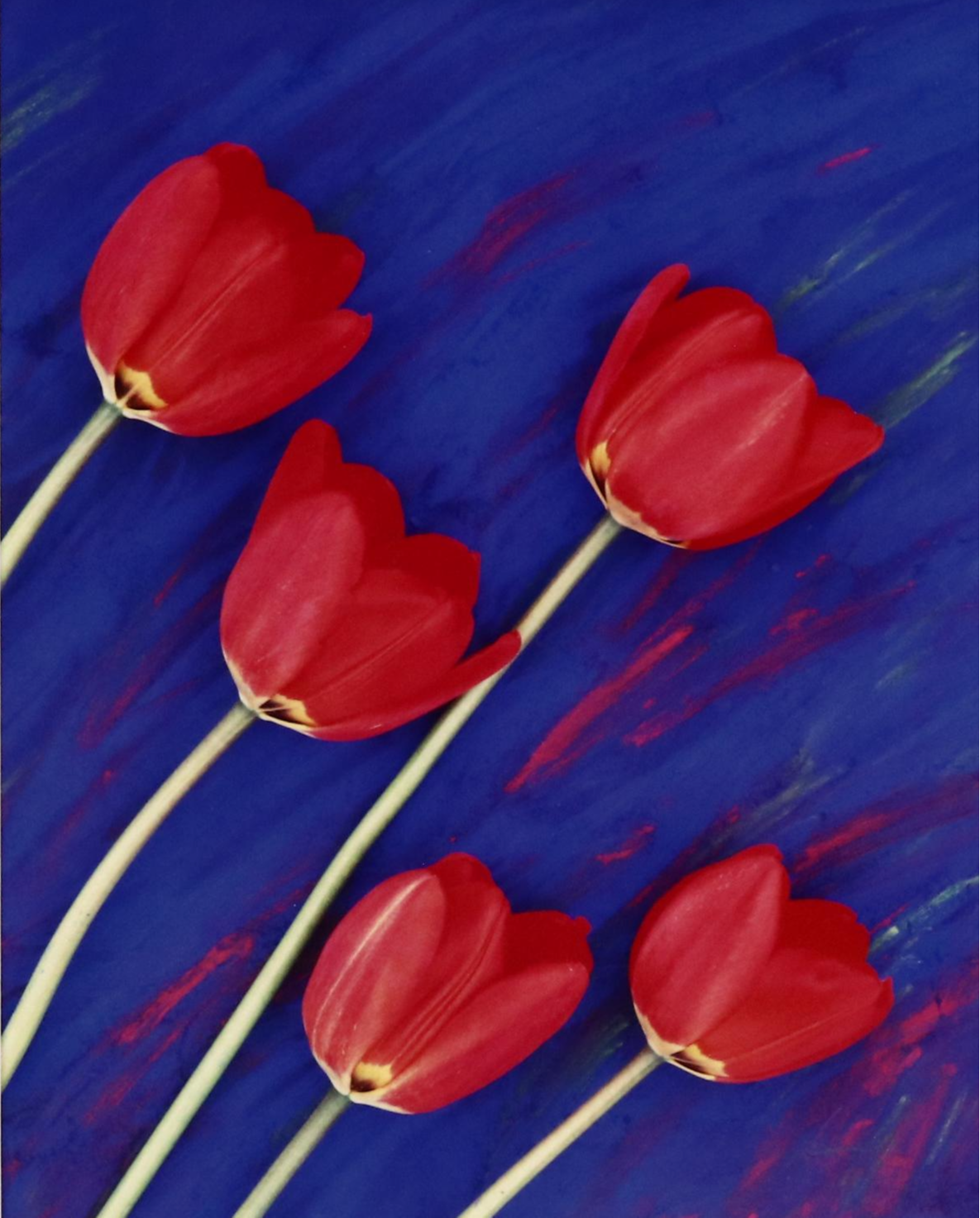 Lee Rentz Floral Digital Photograph "Electric Tulips"