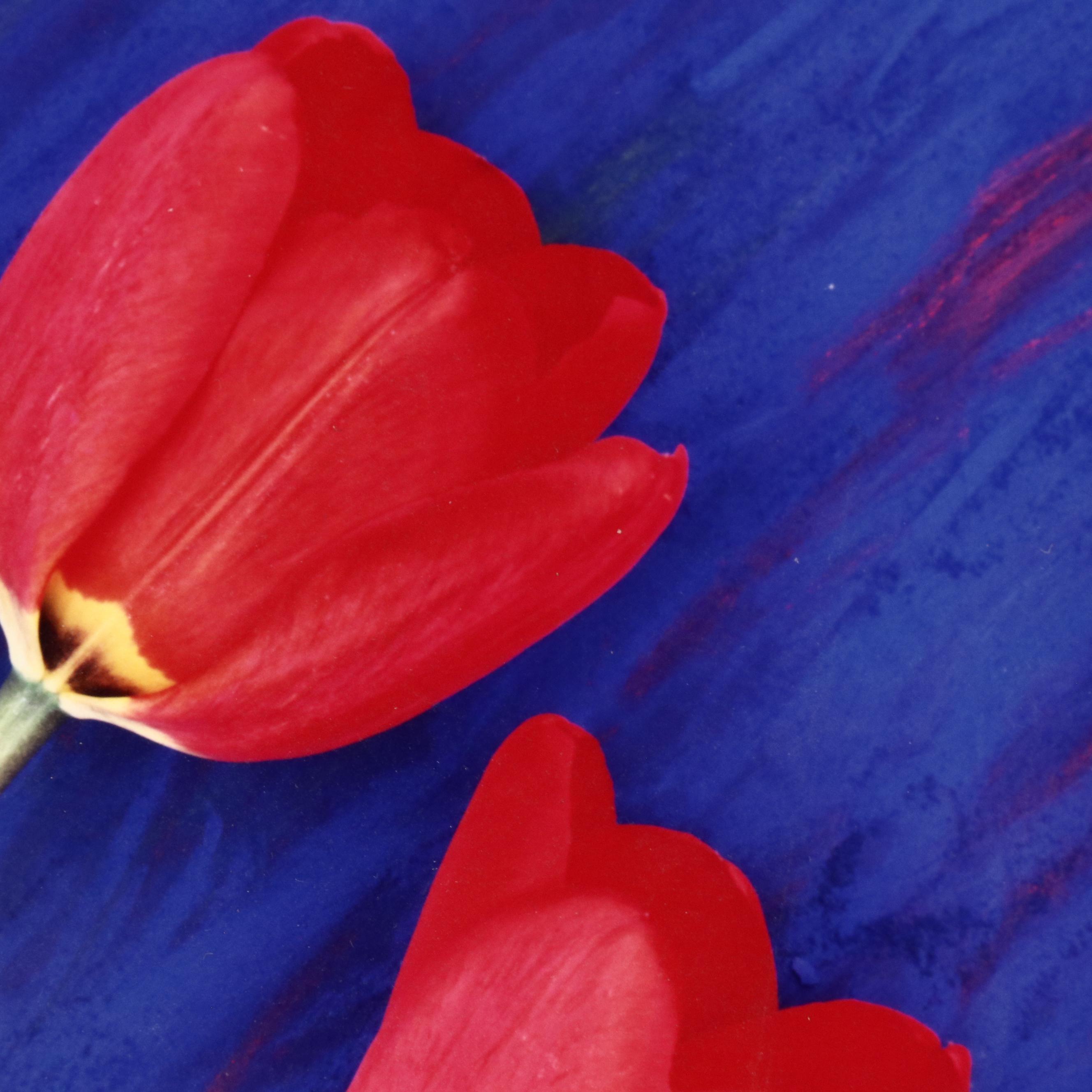 Lee Rentz Floral Digital Photograph "Electric Tulips"