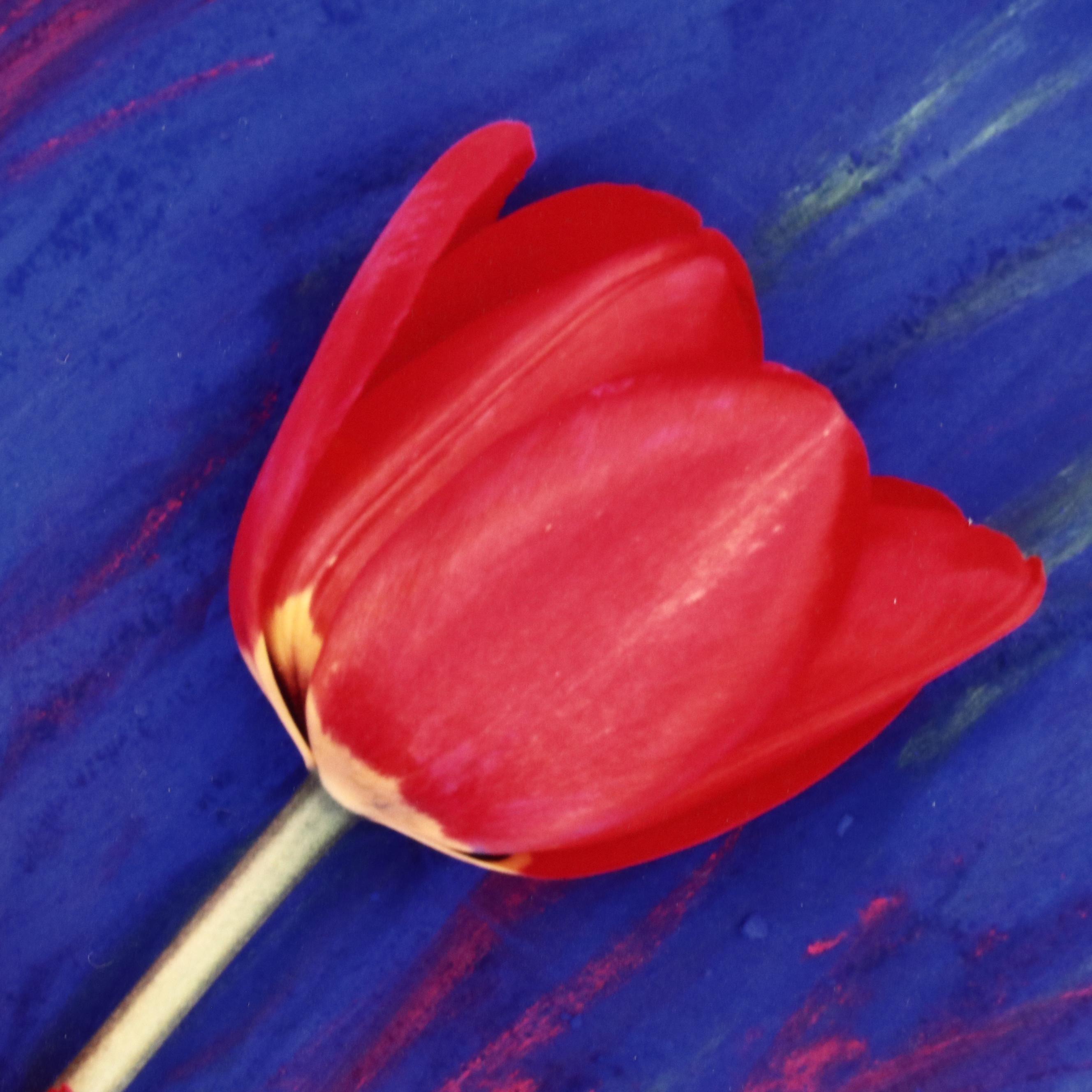 Lee Rentz Floral Digital Photograph "Electric Tulips"