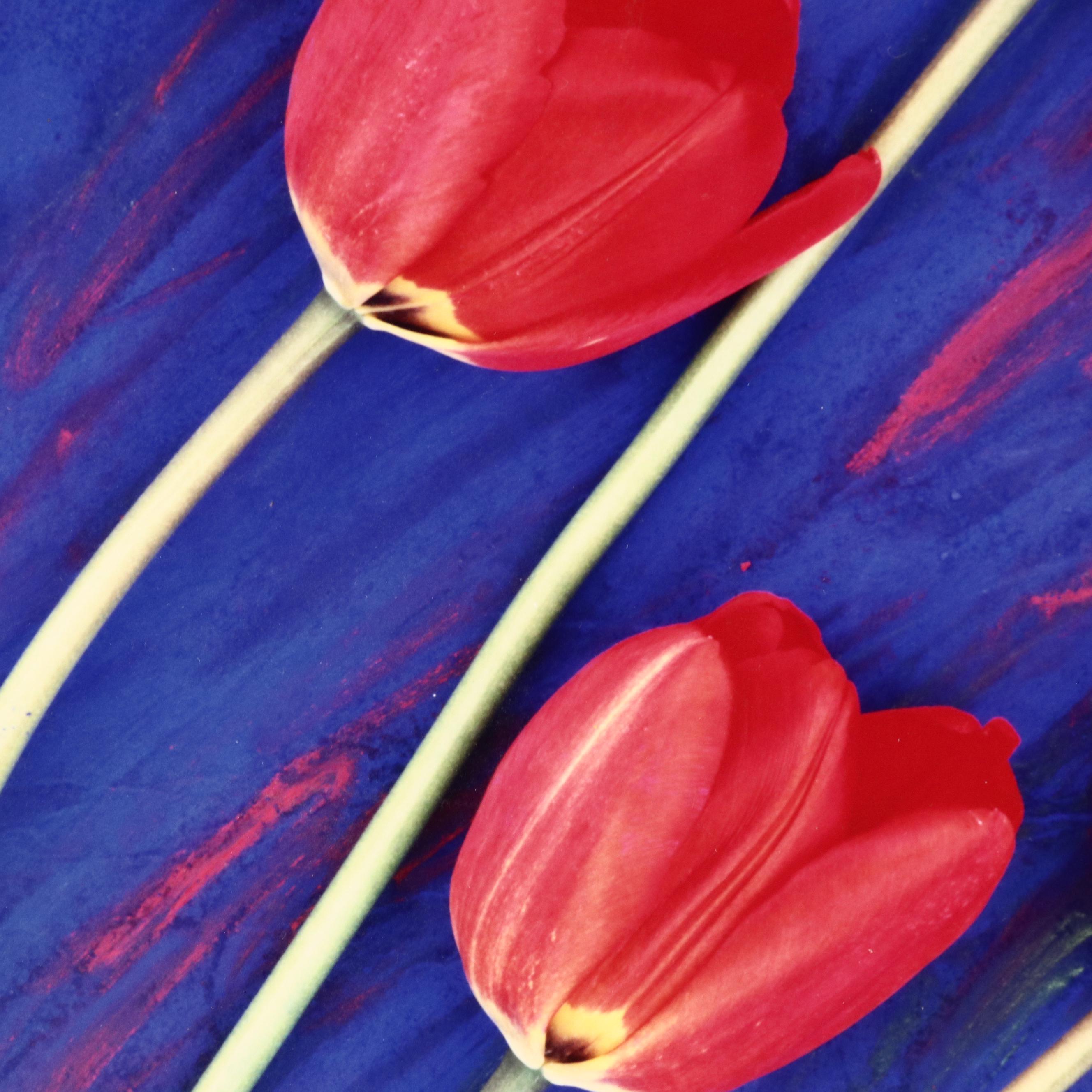 Lee Rentz Floral Digital Photograph "Electric Tulips"