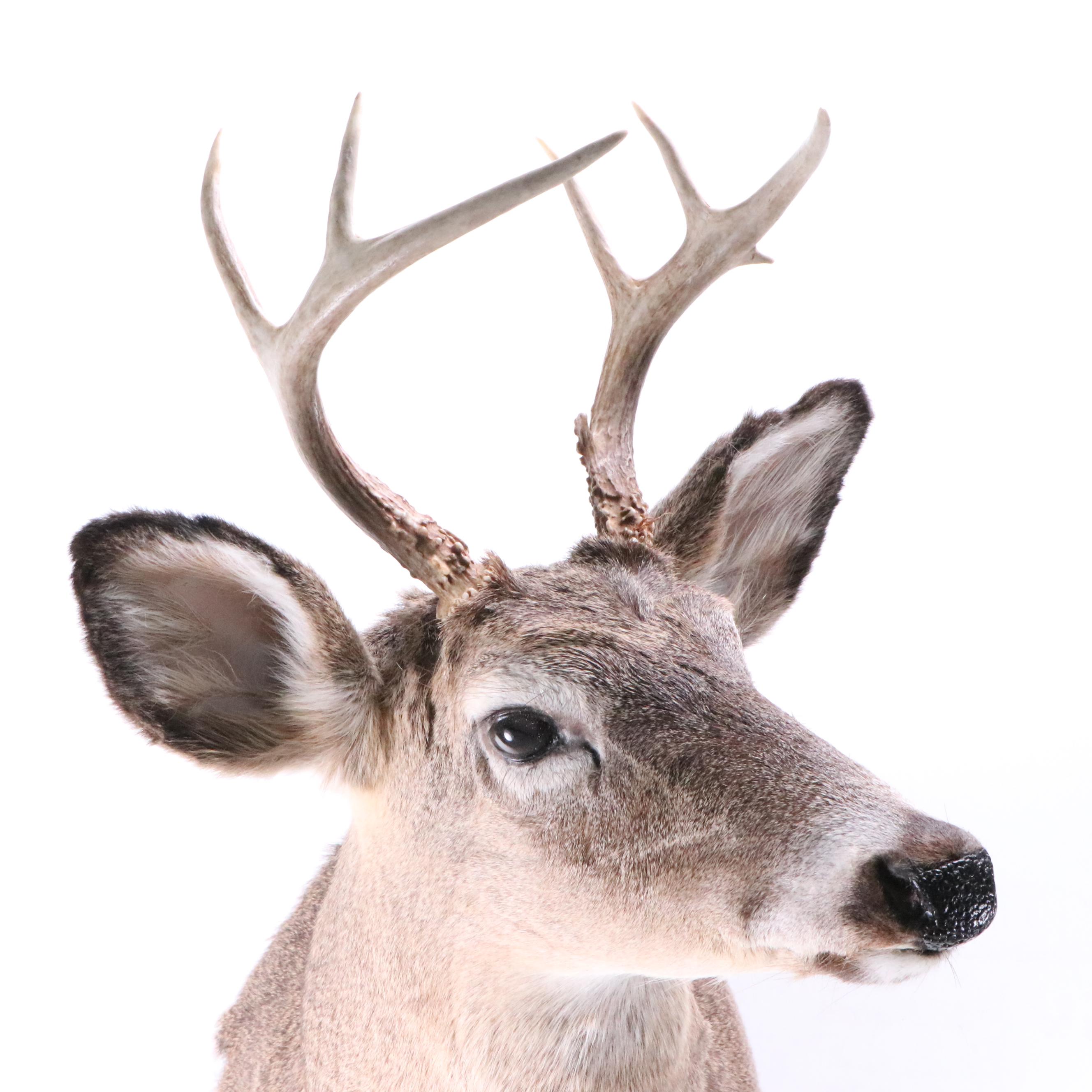 Taxidermy White-Tailed Deer Shoulder Mount