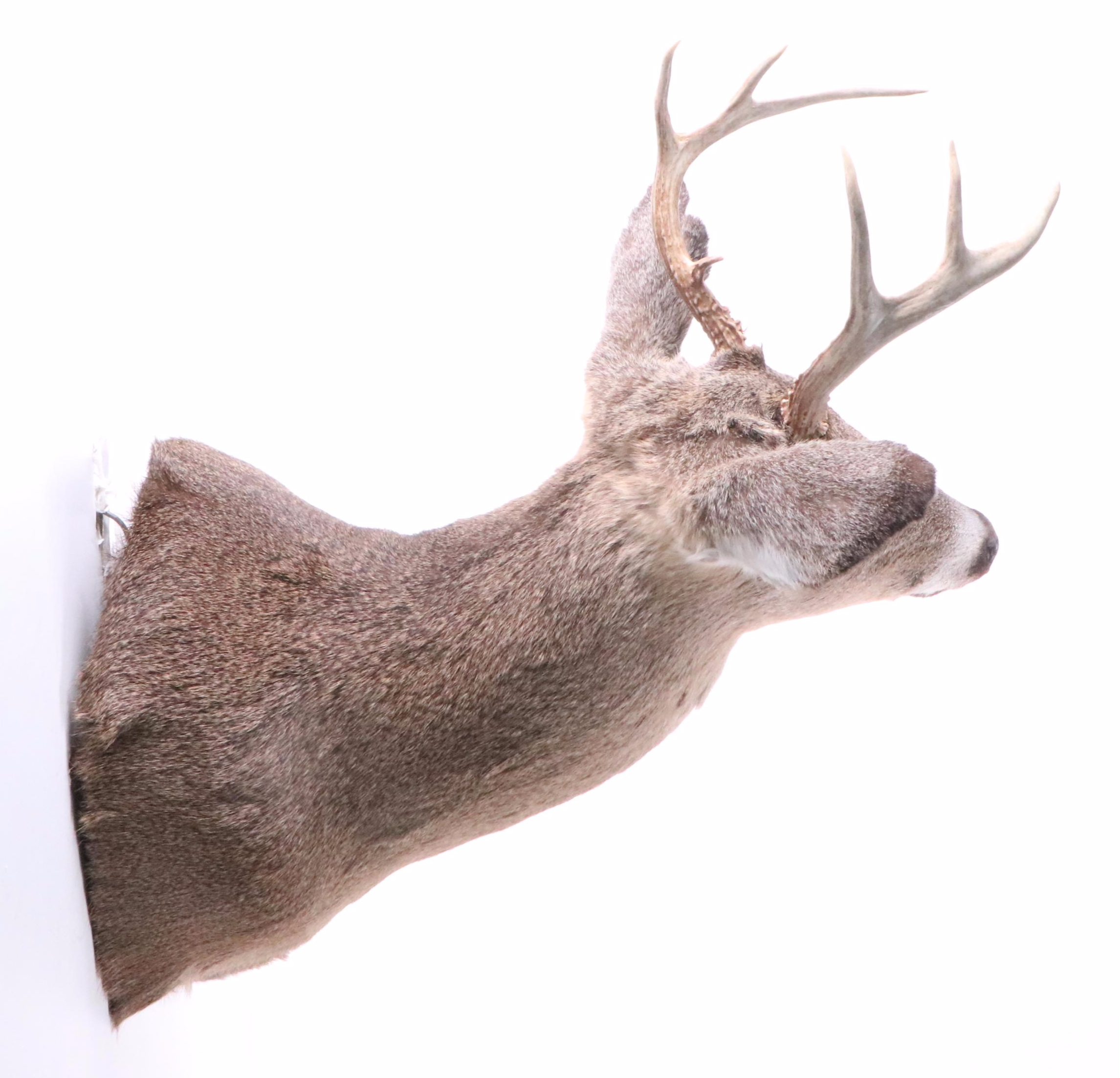Taxidermy White-Tailed Deer Shoulder Mount