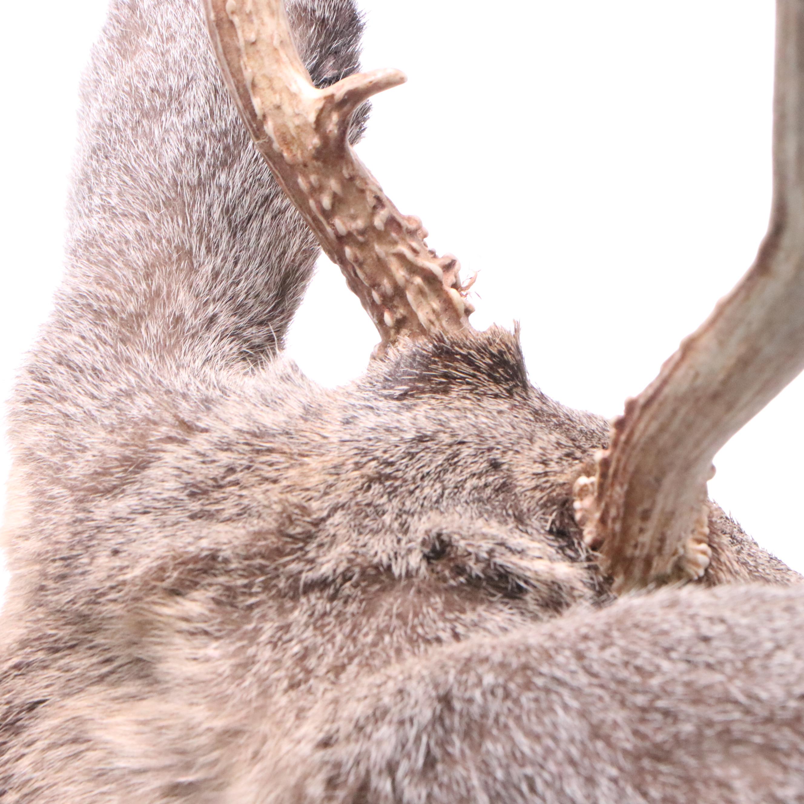 Taxidermy White-Tailed Deer Shoulder Mount