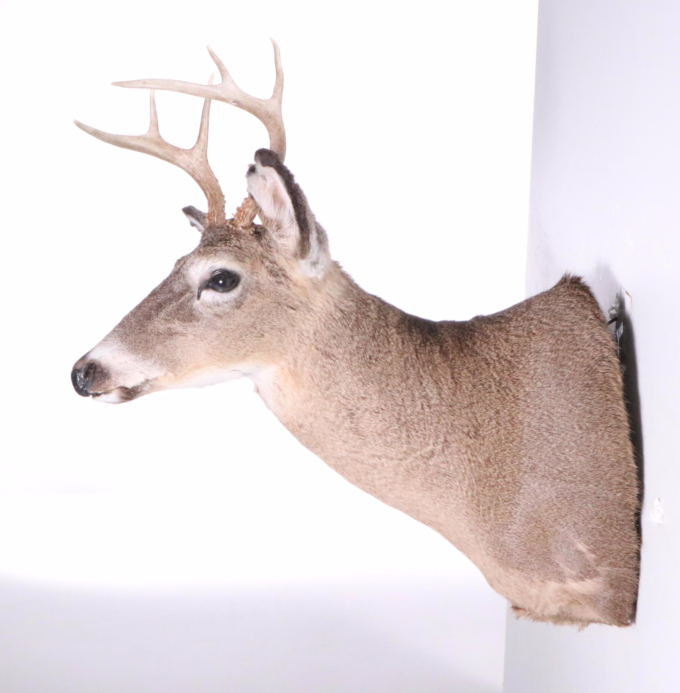 Taxidermy White-Tailed Deer Shoulder Mount