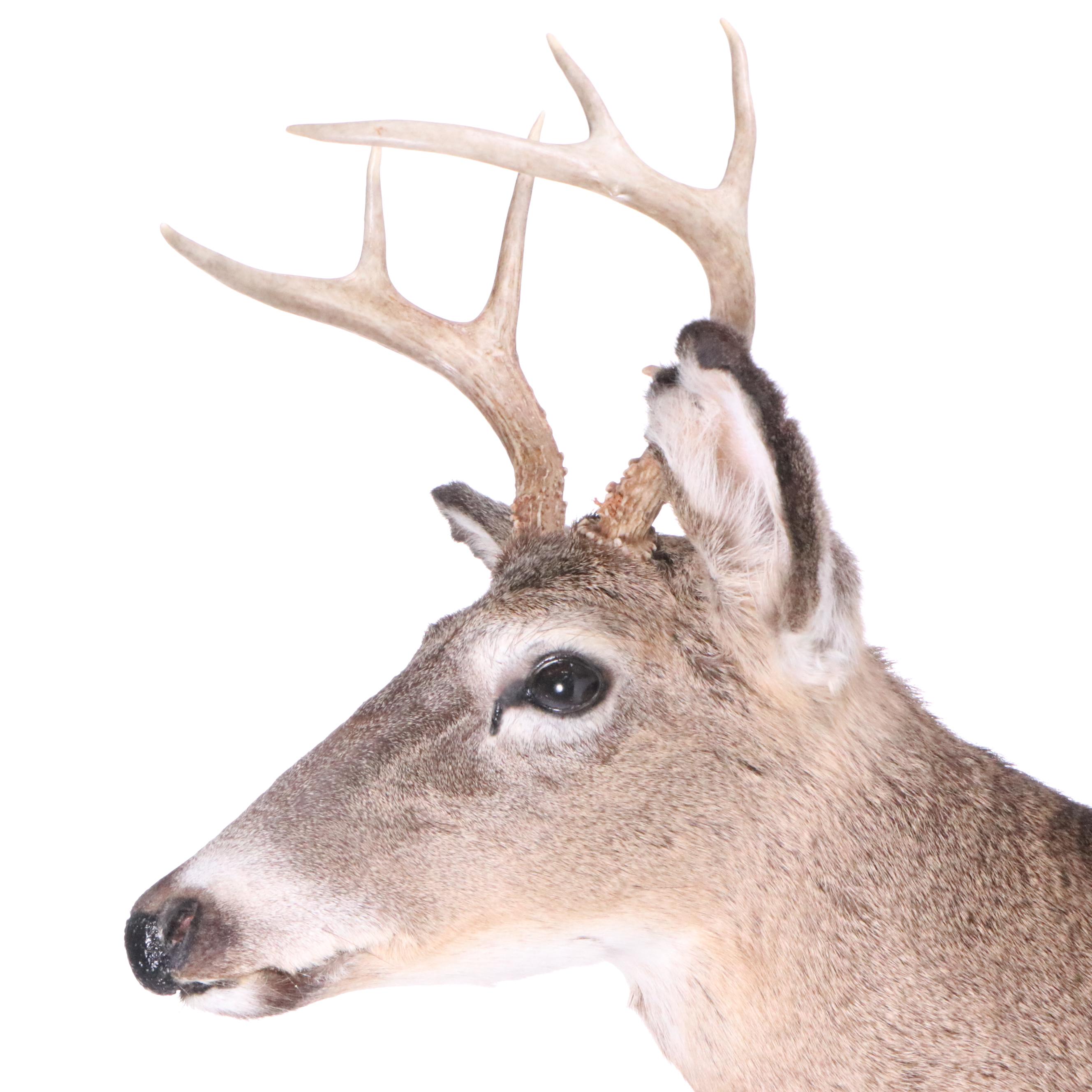 Taxidermy White-Tailed Deer Shoulder Mount