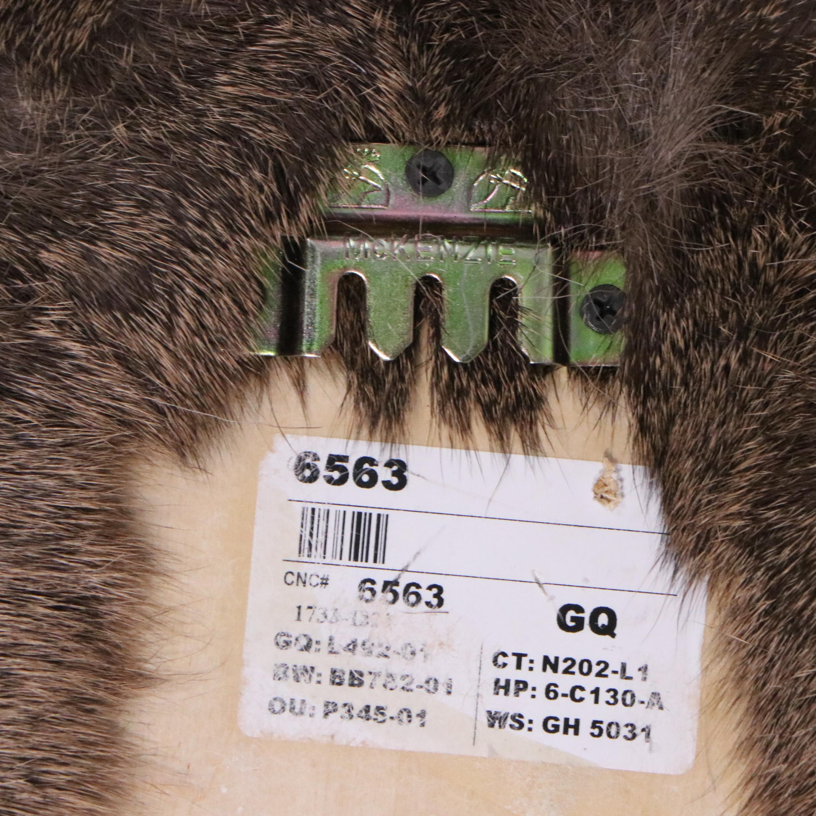 Taxidermy White-Tailed Deer Shoulder Mount